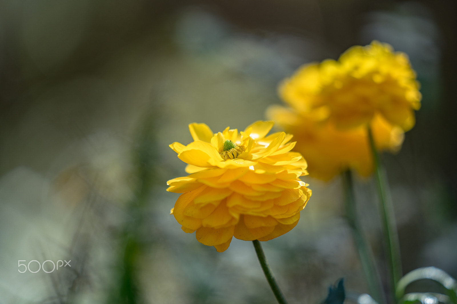 Sony a7R II + Sony FE 70-200mm F2.8 GM OSS sample photo. Mache ranunculus photography