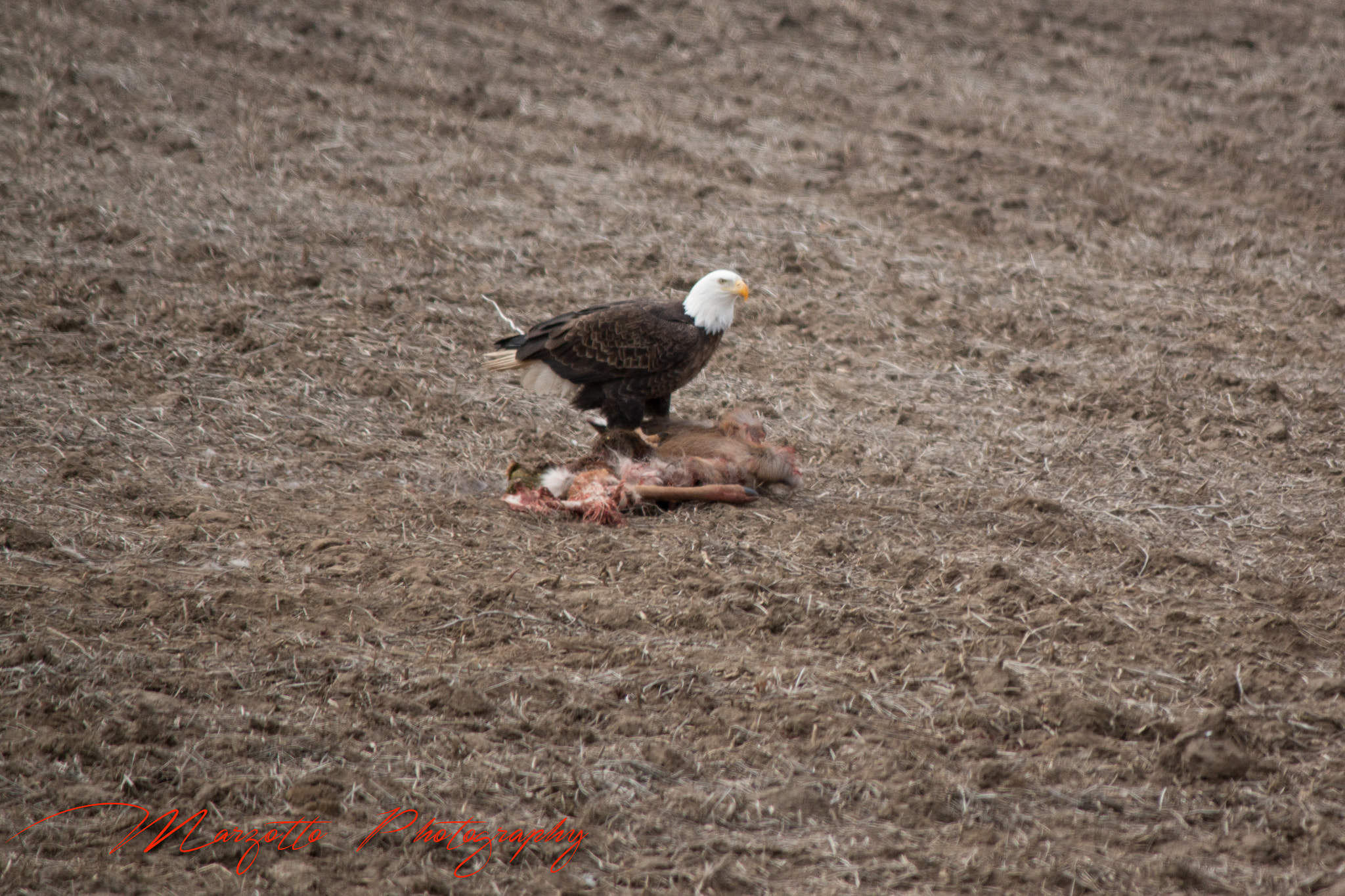 Canon EF-S 55-250mm F4-5.6 IS II sample photo. Eagle lunch photography