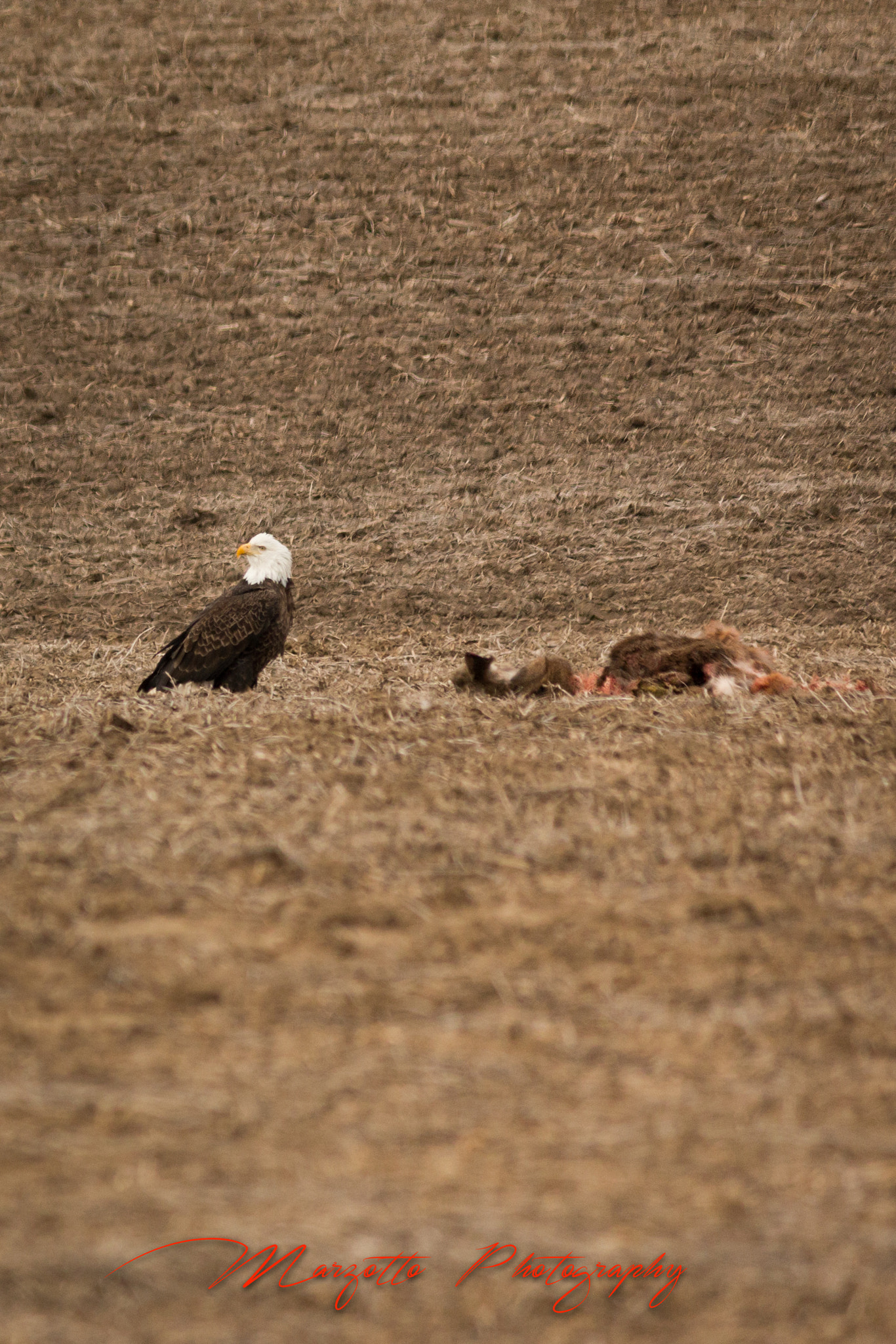 Canon EF-S 55-250mm F4-5.6 IS II sample photo. Eagle and prey photography