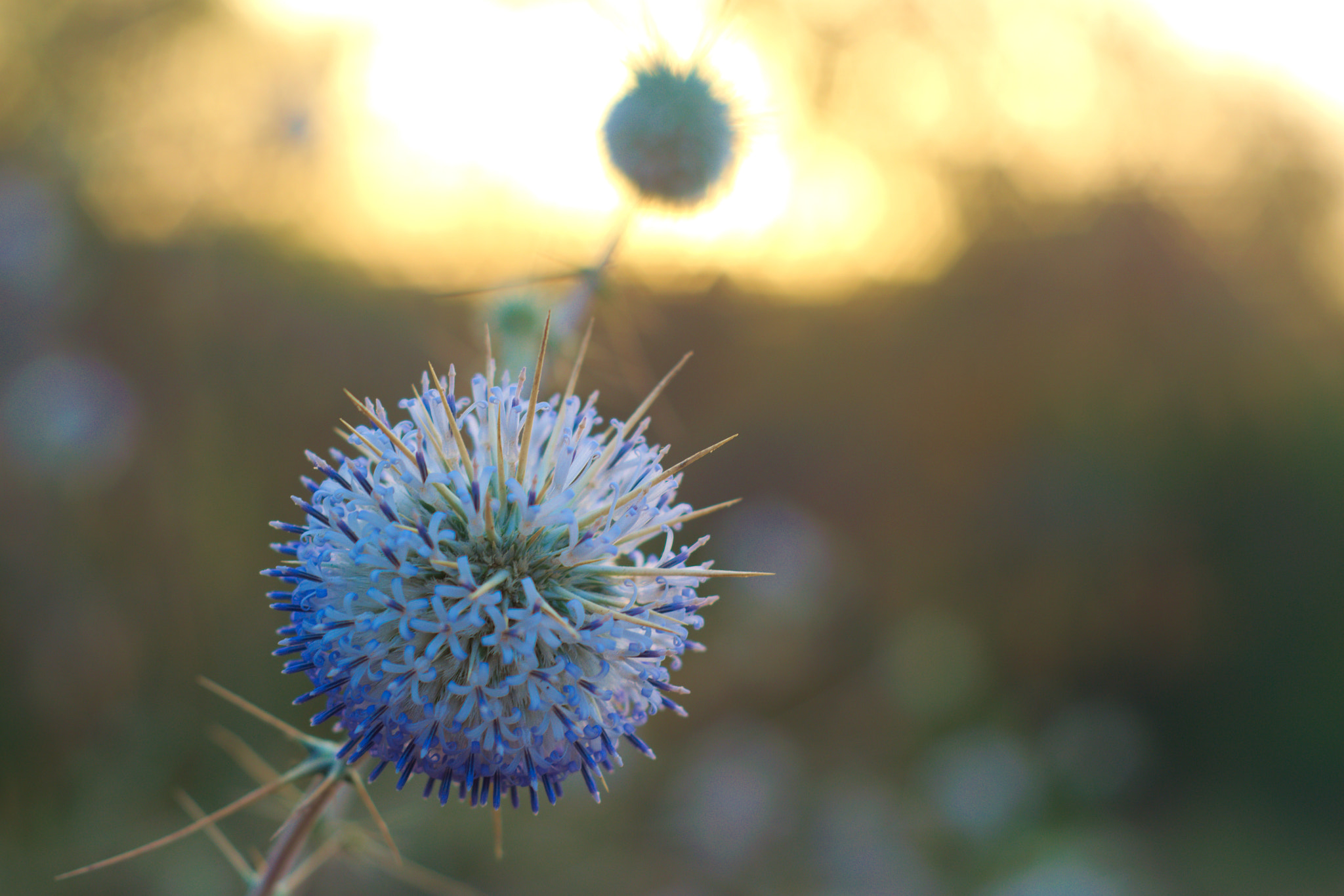 Nikon D3300 + Nikon AF Nikkor 50mm F1.8D sample photo. Nature's defence - flowers protected by thorns photography