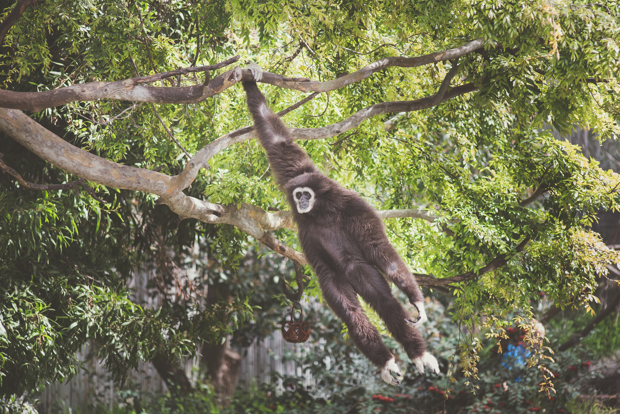 AF Nikkor 70-210mm f/4-5.6D sample photo. White handed gibbon photography