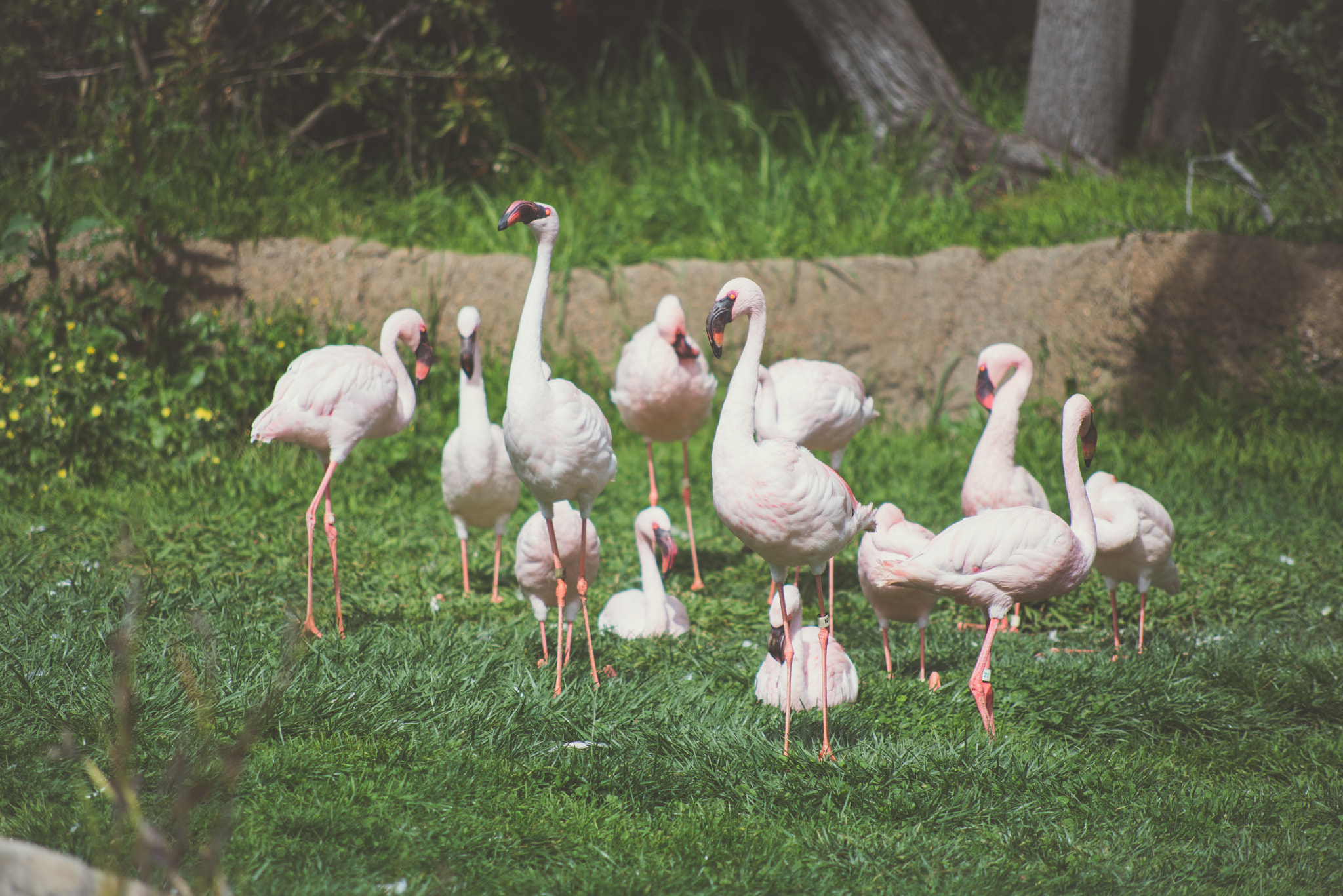 AF Nikkor 70-210mm f/4-5.6D sample photo. Flamingo photography