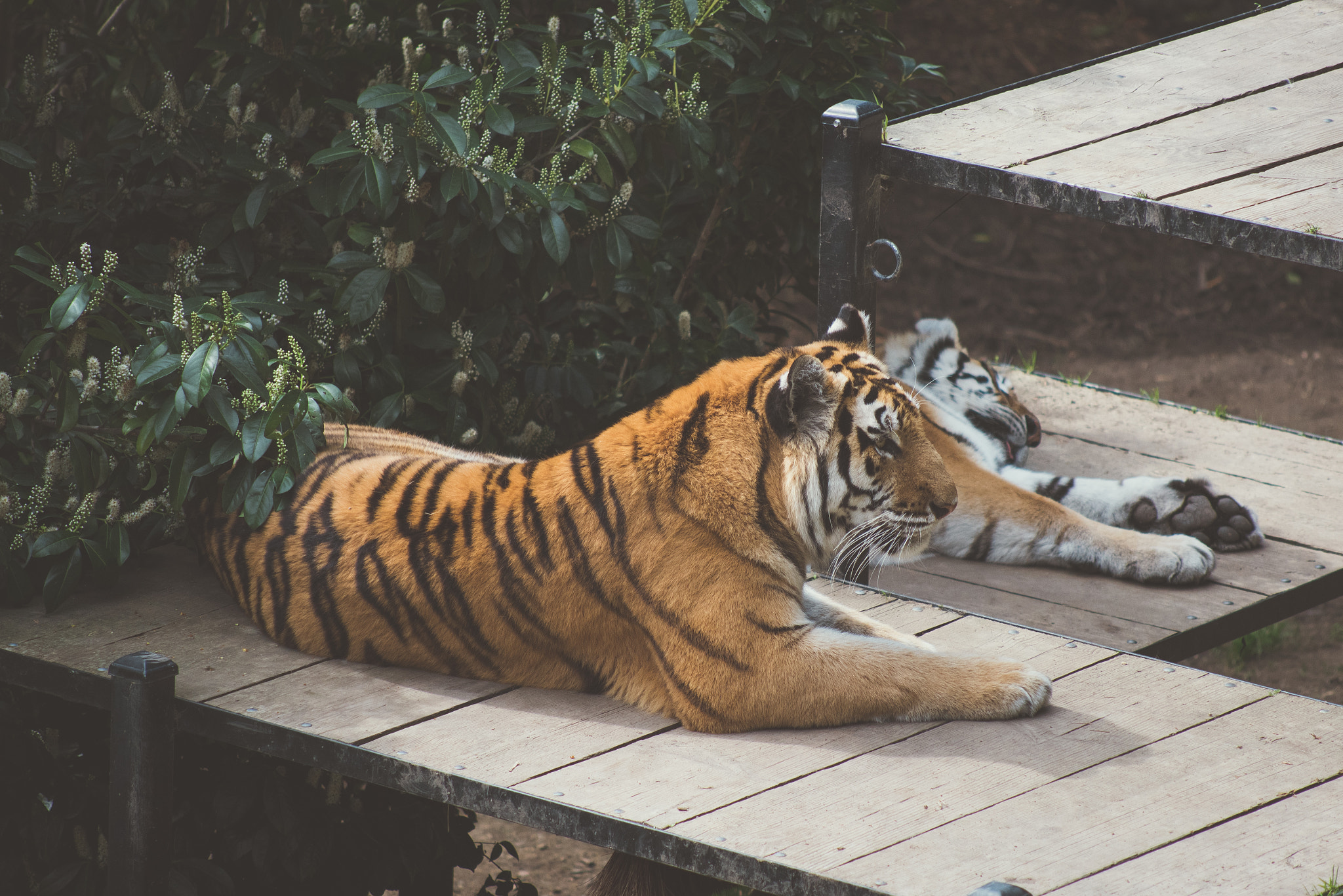 AF Nikkor 70-210mm f/4-5.6D sample photo. Tiger photography