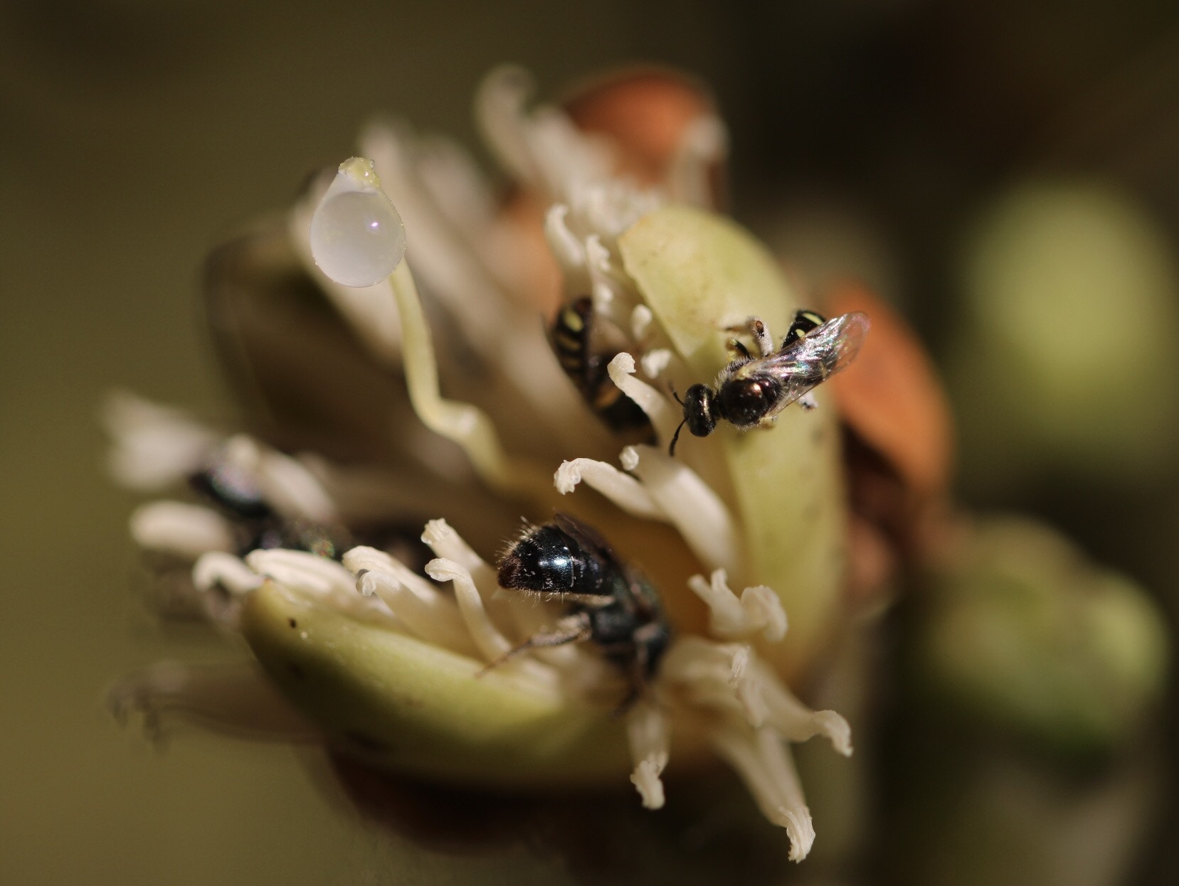 Canon EF 100mm F2.8L Macro IS USM sample photo