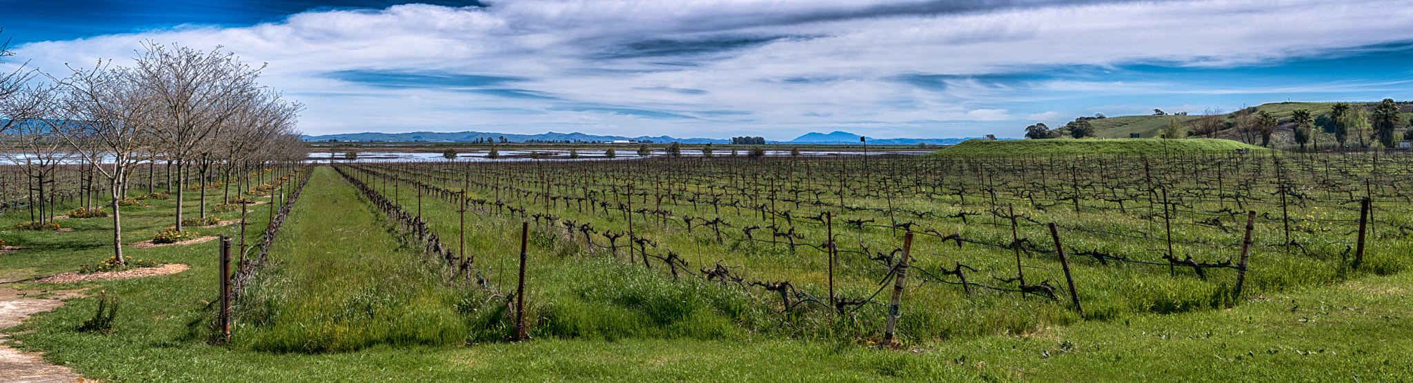 Pentax K-1 sample photo. Vineyard photography