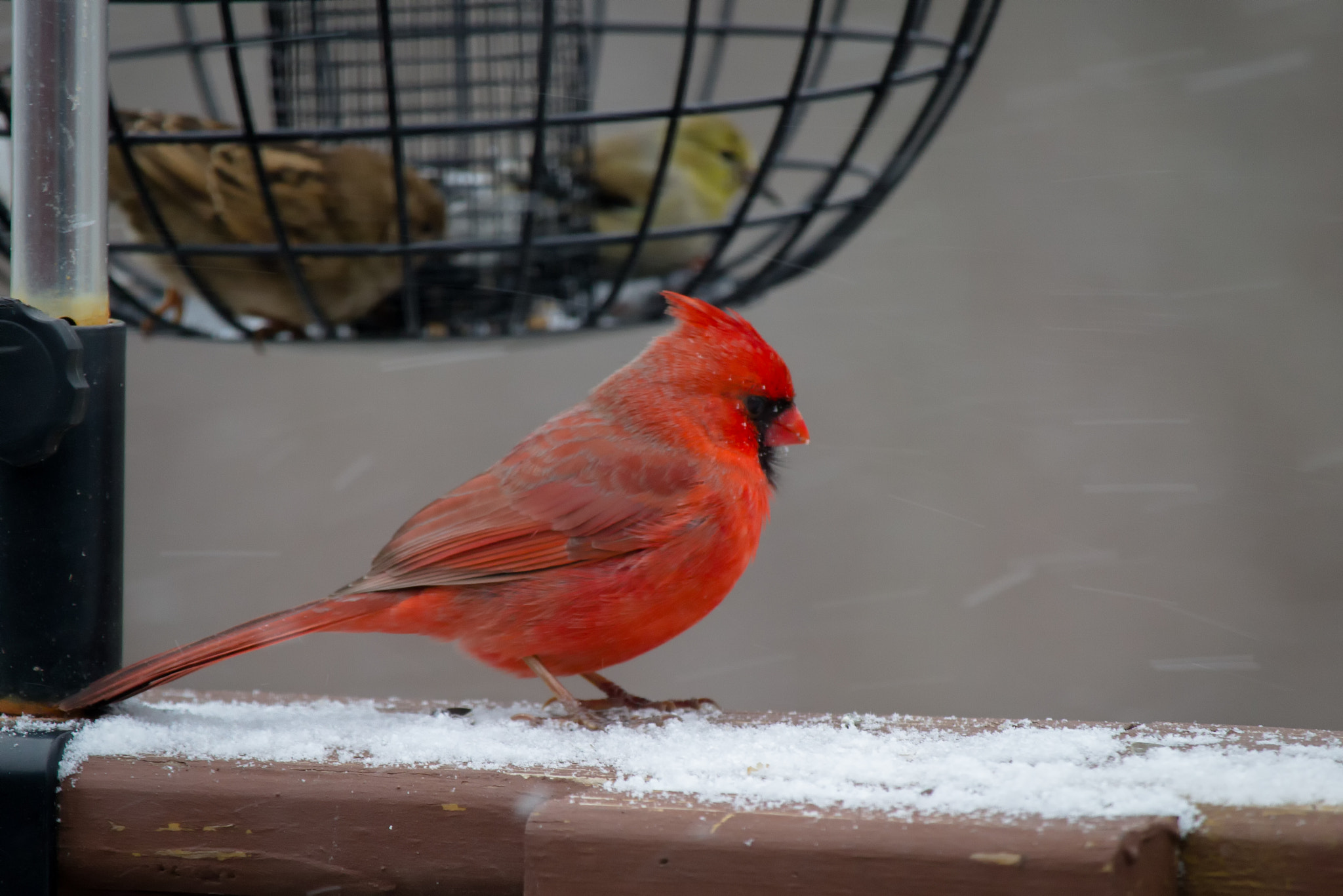 Canon EF-S 55-250mm F4-5.6 IS STM sample photo. Bird i 170311 photography