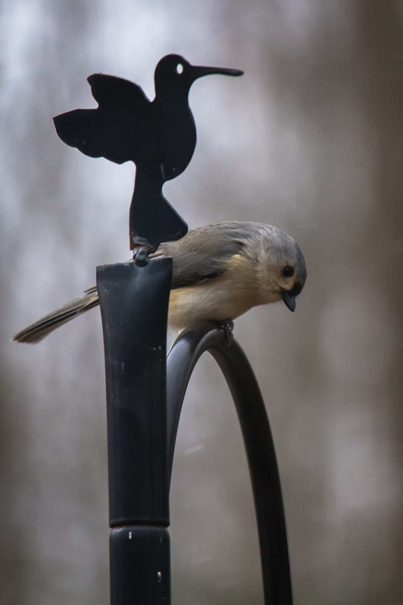 Canon EF-S 55-250mm F4-5.6 IS STM sample photo. Bird ii 170311 photography