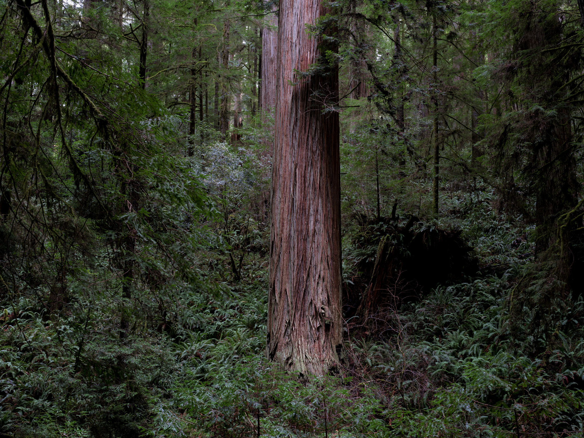 Pentax 645Z sample photo. Coast redwood, hatton trail photography