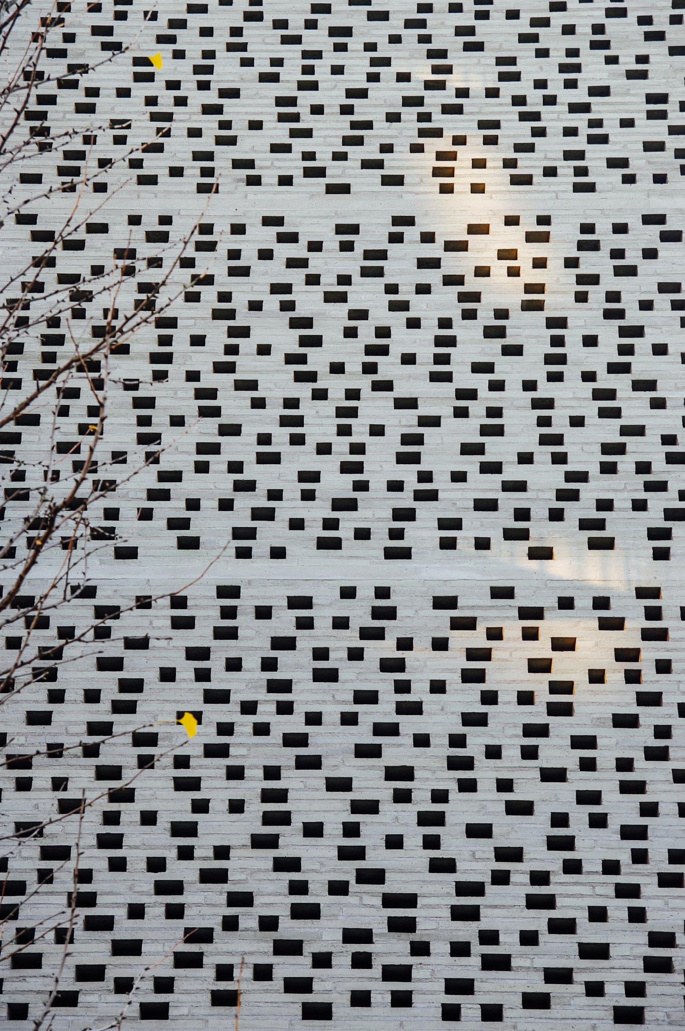 Pentax K20D sample photo. The last two leaves, the last glimpse of sunlight photography