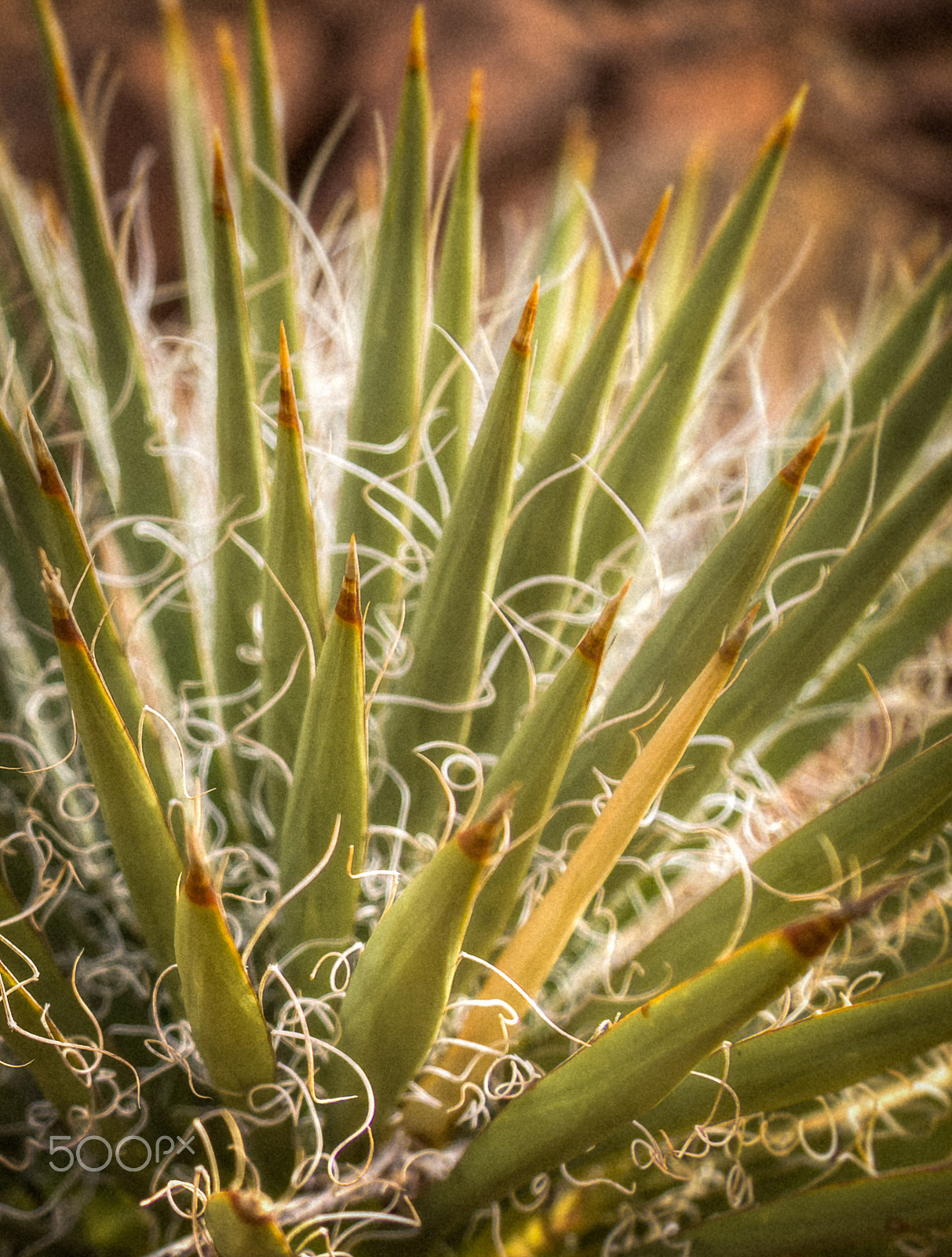 Canon EF-S 17-85mm F4-5.6 IS USM sample photo. Yucca filamentosa photography