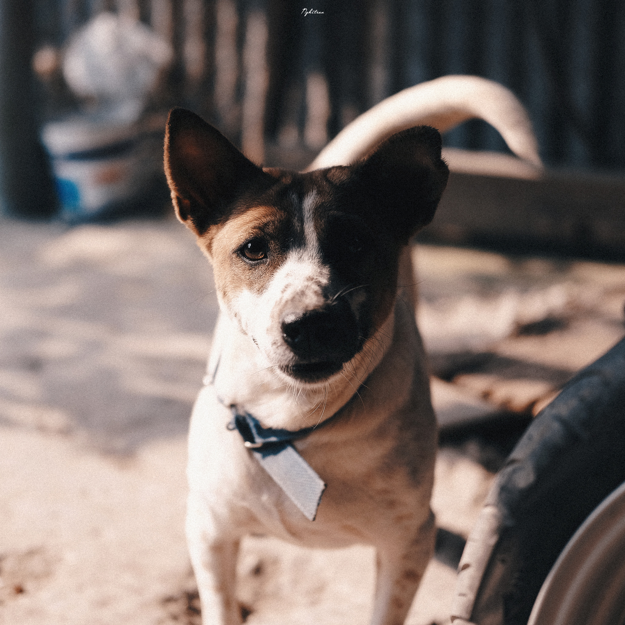 Fujifilm X-T10 + Fujifilm XF 35mm F2 R WR sample photo. Watch dog photography