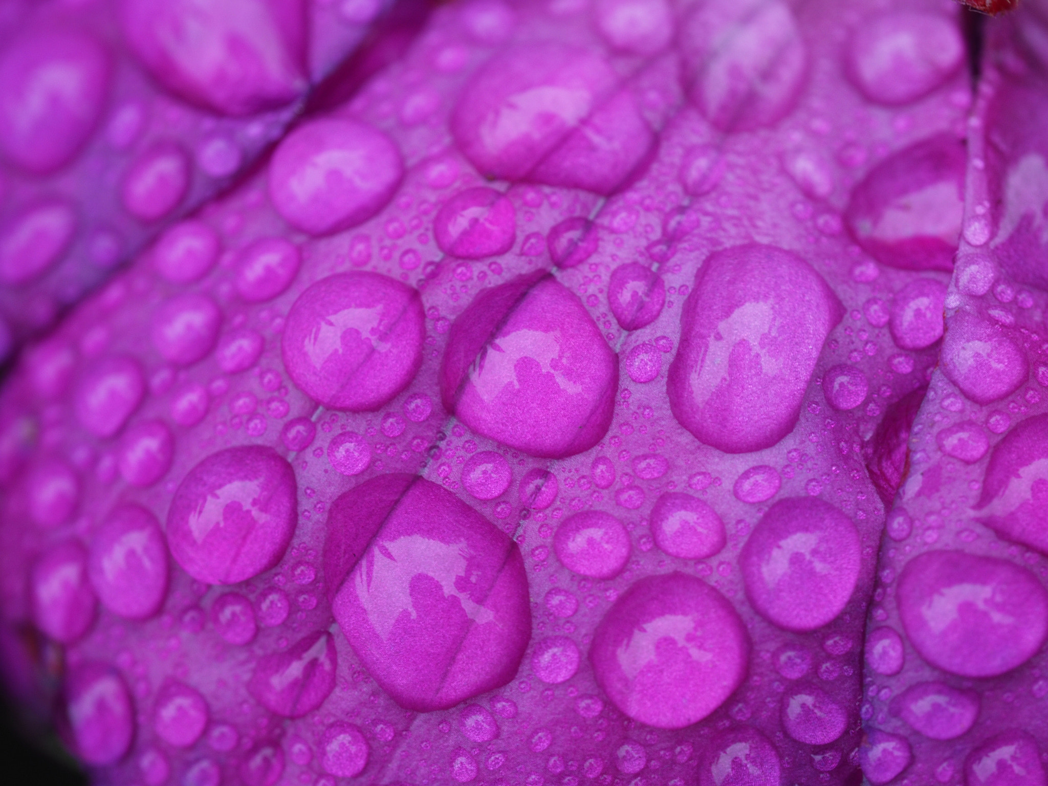 Olympus M.Zuiko Digital ED 60mm F2.8 Macro sample photo. Rolling droplet photography