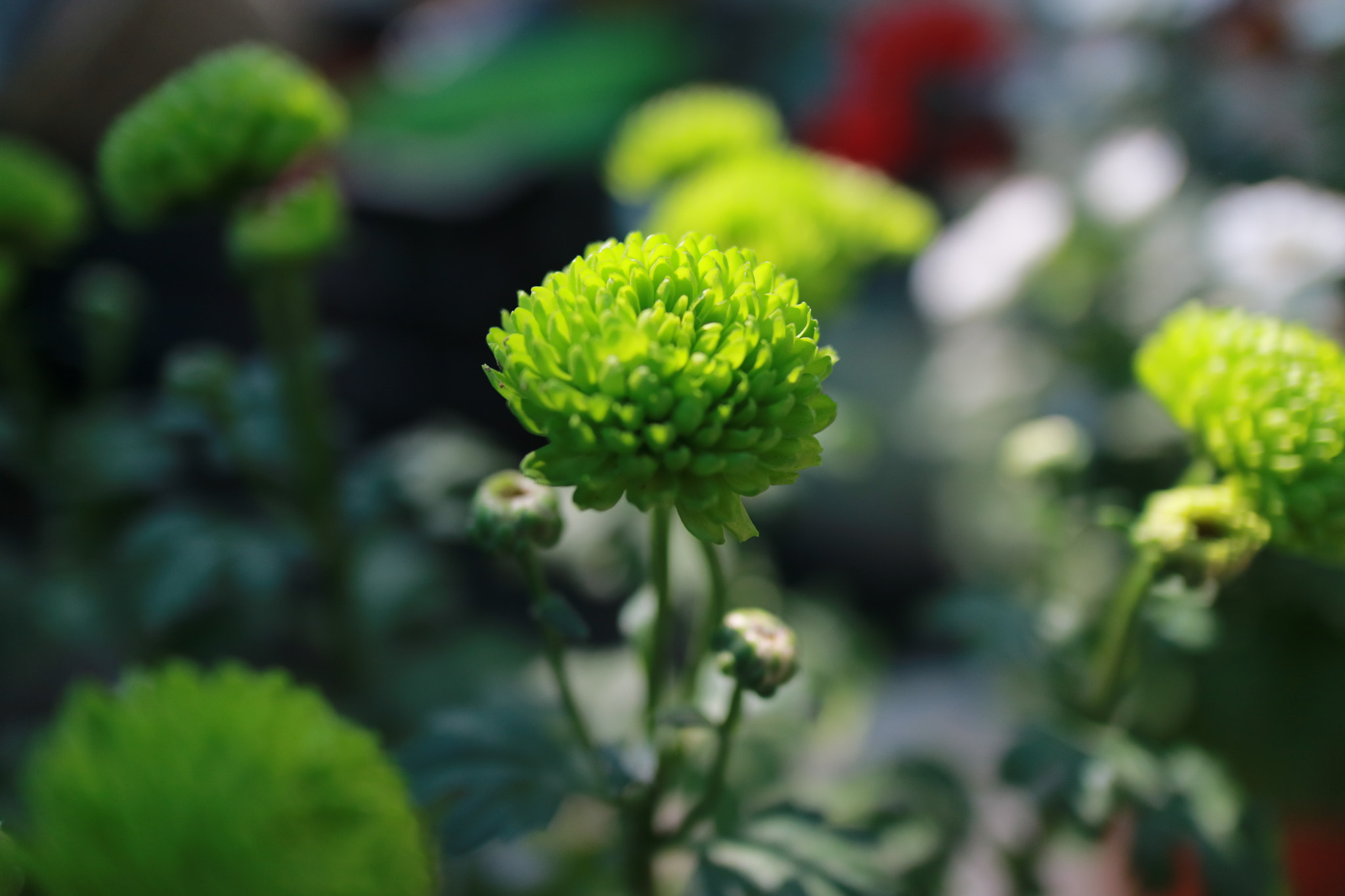 Canon EF-M 22mm F2 STM sample photo. Img photography