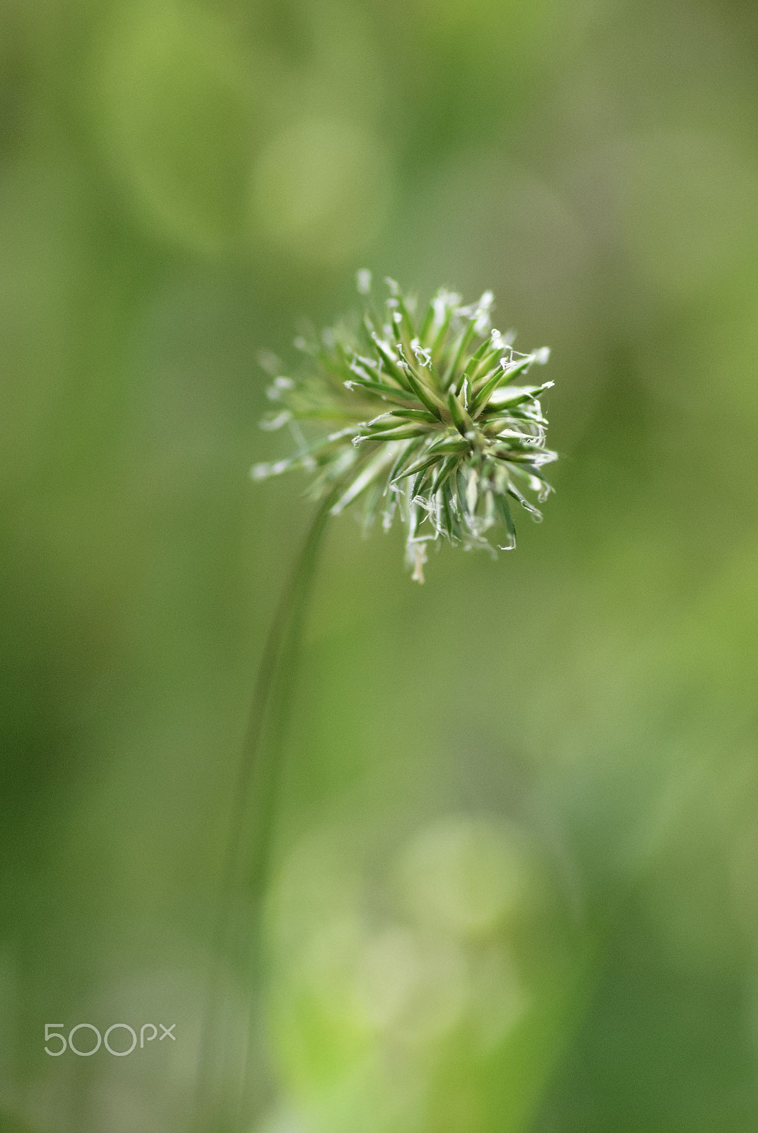 Nikon D3000 sample photo. Grass seeds photography