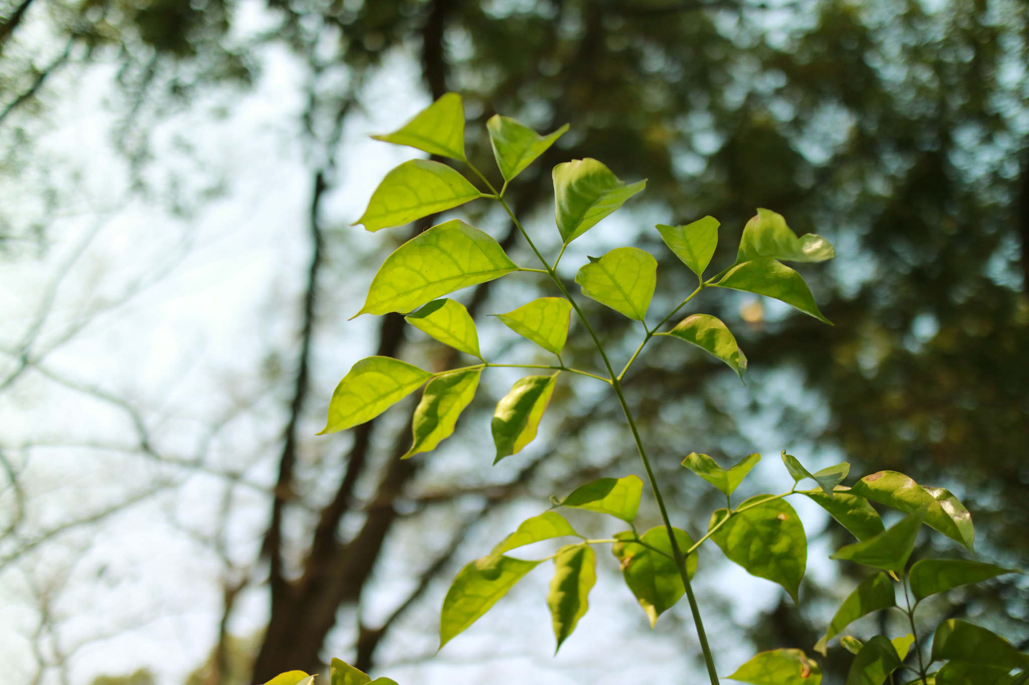 Canon EOS M3 + Canon EF-M 22mm F2 STM sample photo. Img photography