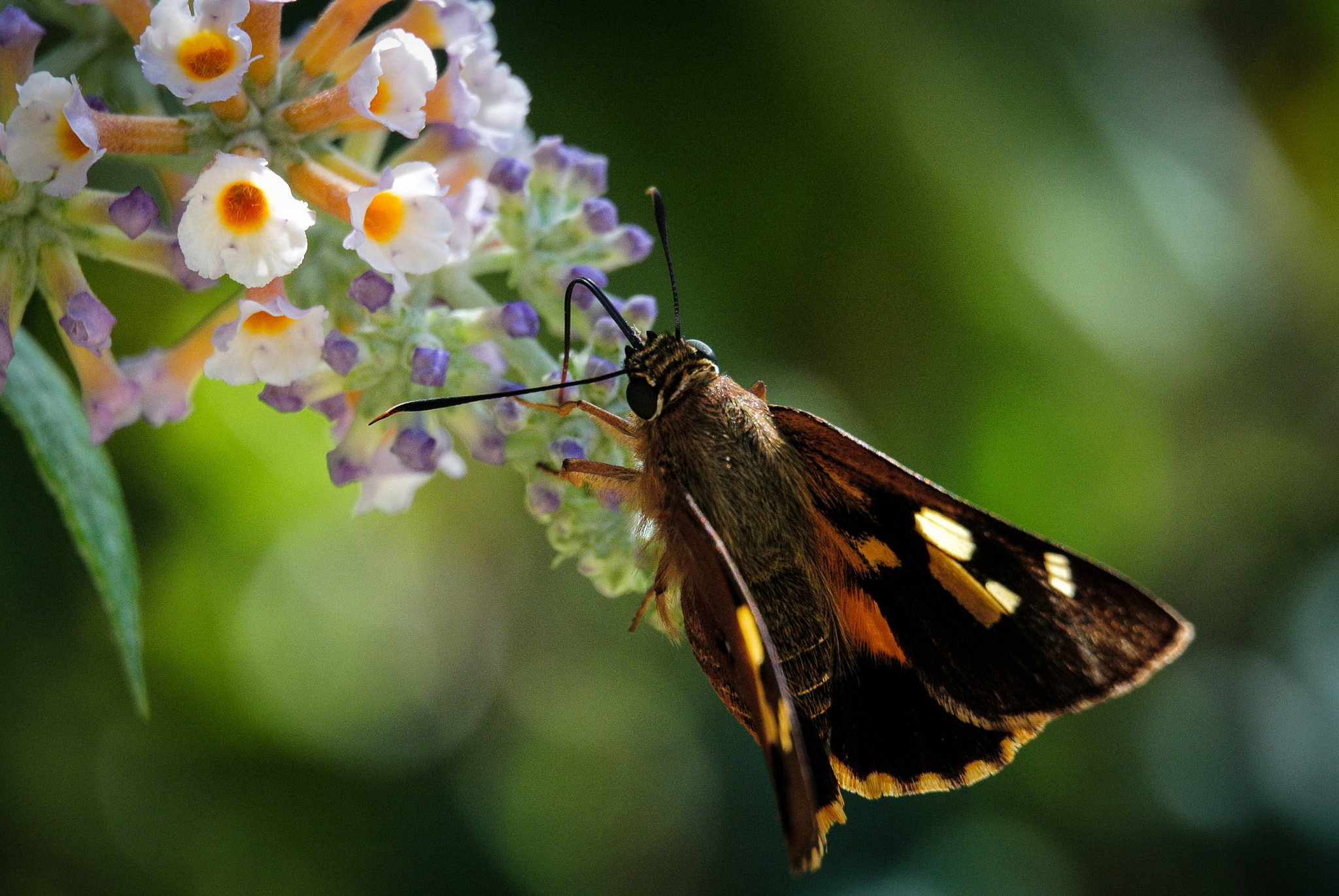 Nikon 1 Nikkor VR 30-110mm F3.8-5.6 sample photo. Buddleia tasting photography