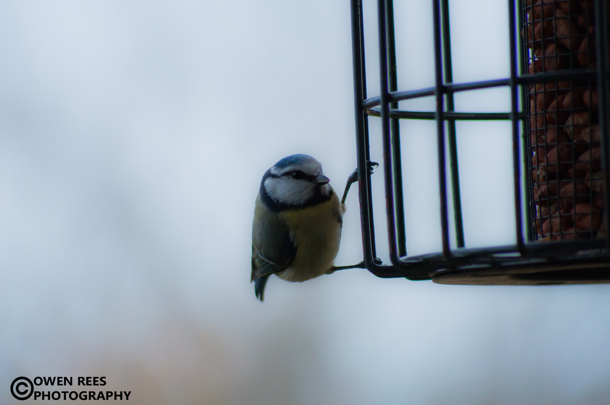 Sigma 70-300mm F4-5.6 APO DG Macro sample photo. Feeder action shot photography