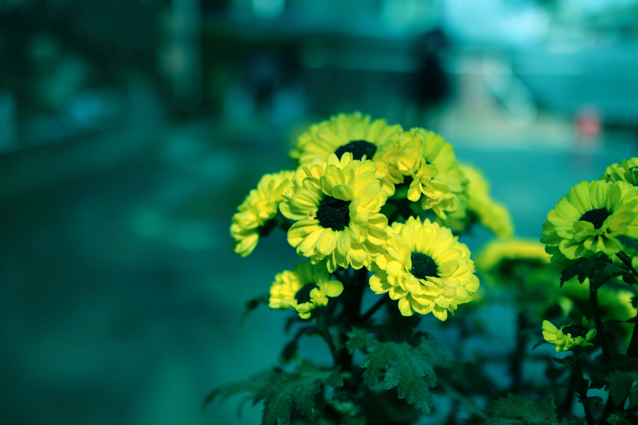 Canon EOS M3 + Canon EF-M 22mm F2 STM sample photo. Img photography
