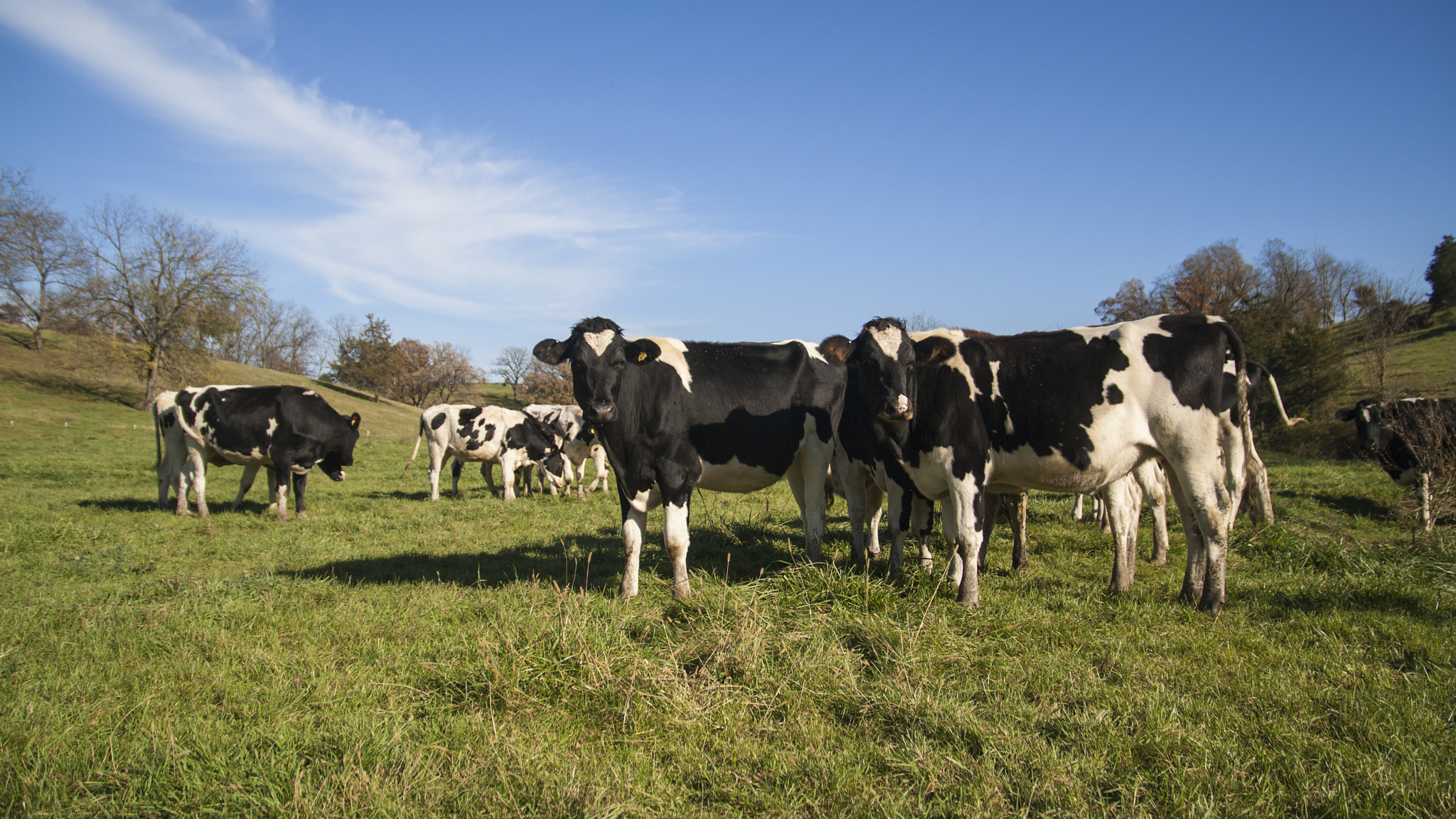 Canon EOS 1000D (EOS Digital Rebel XS / EOS Kiss F) sample photo. Atom heart mother? photography