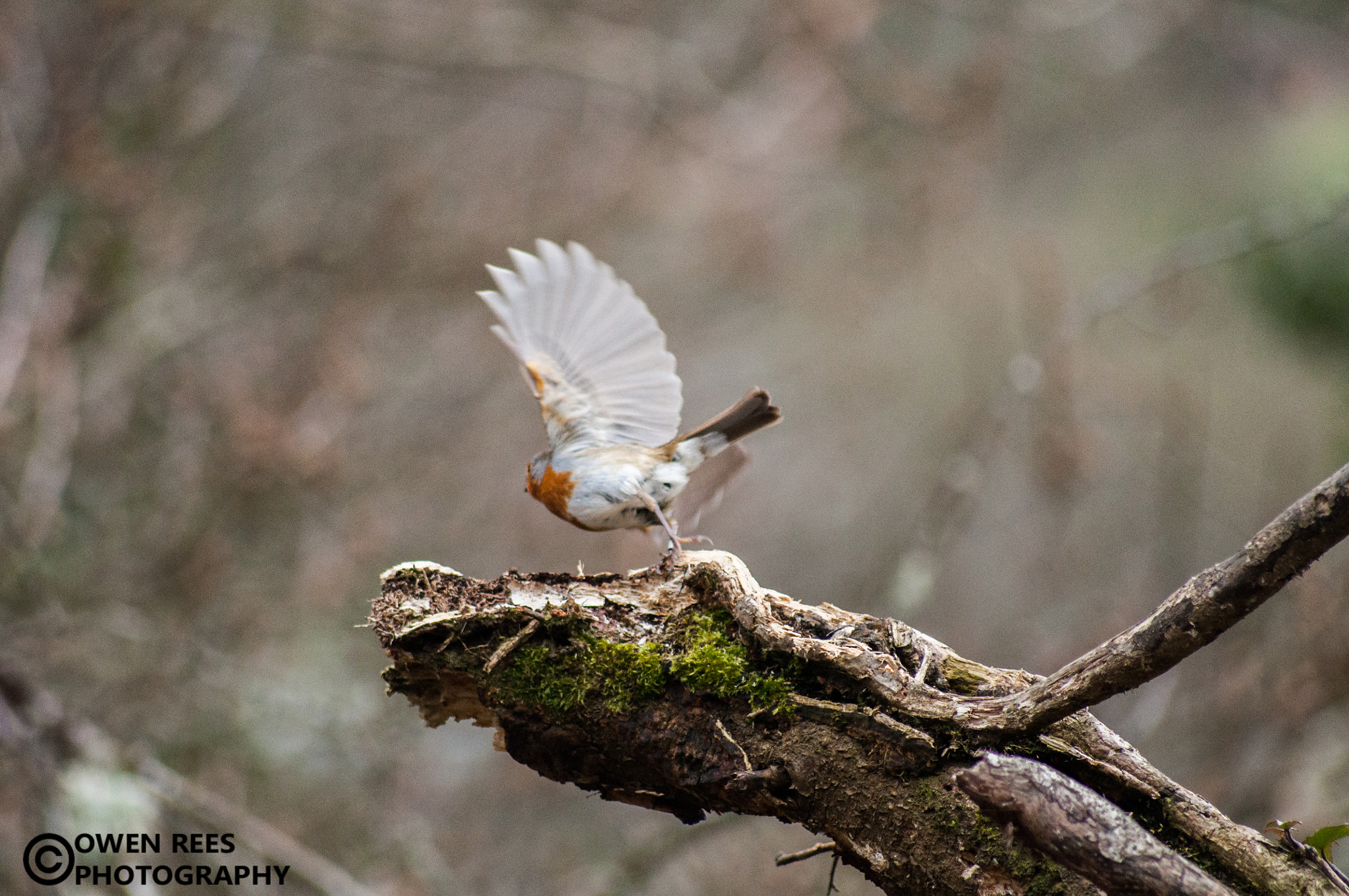 Sigma 70-300mm F4-5.6 APO DG Macro sample photo. Robin photography