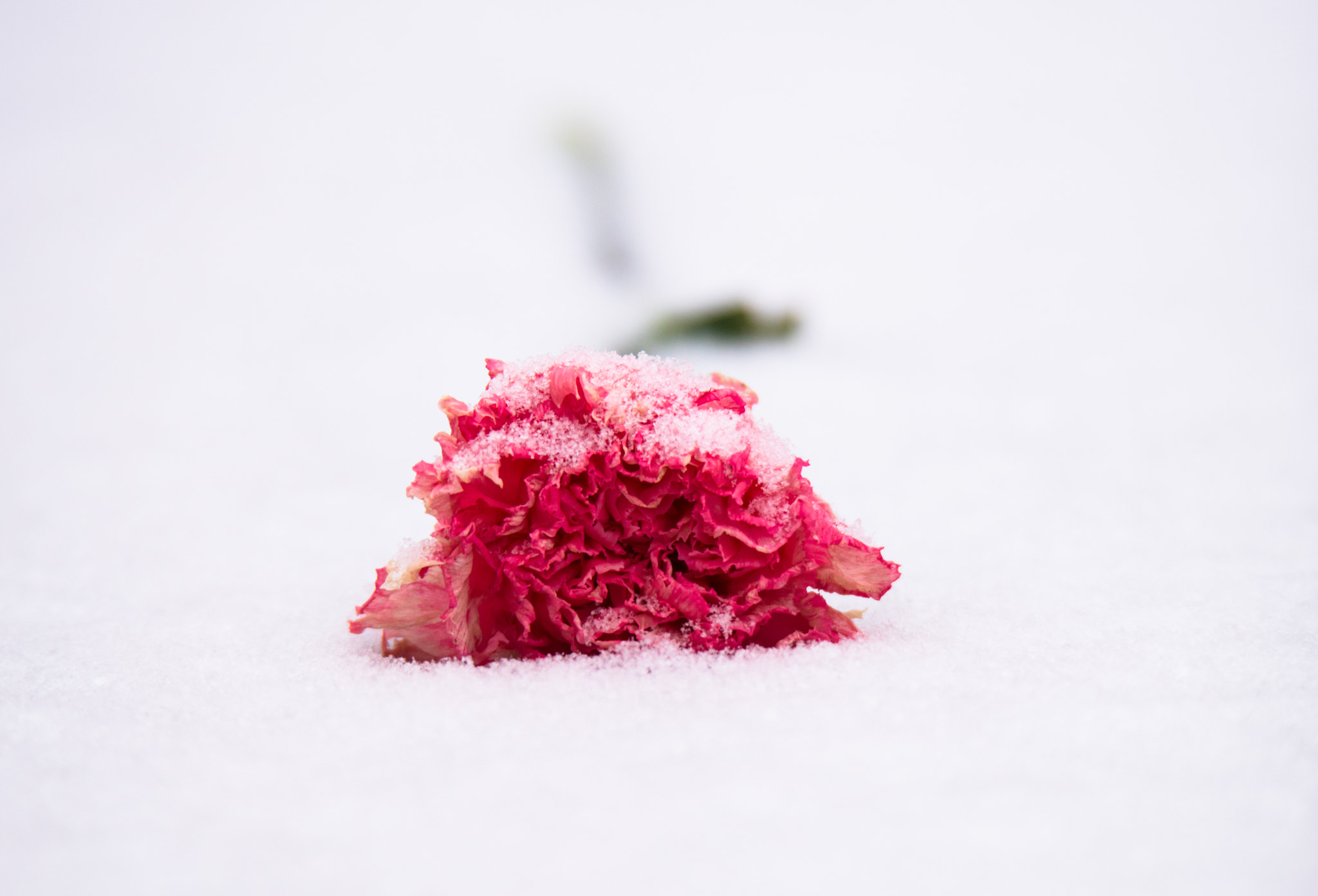 Nikon D810 + Sigma 50mm F2.8 EX DG Macro sample photo. Flower in the snow: a broken heart? photography