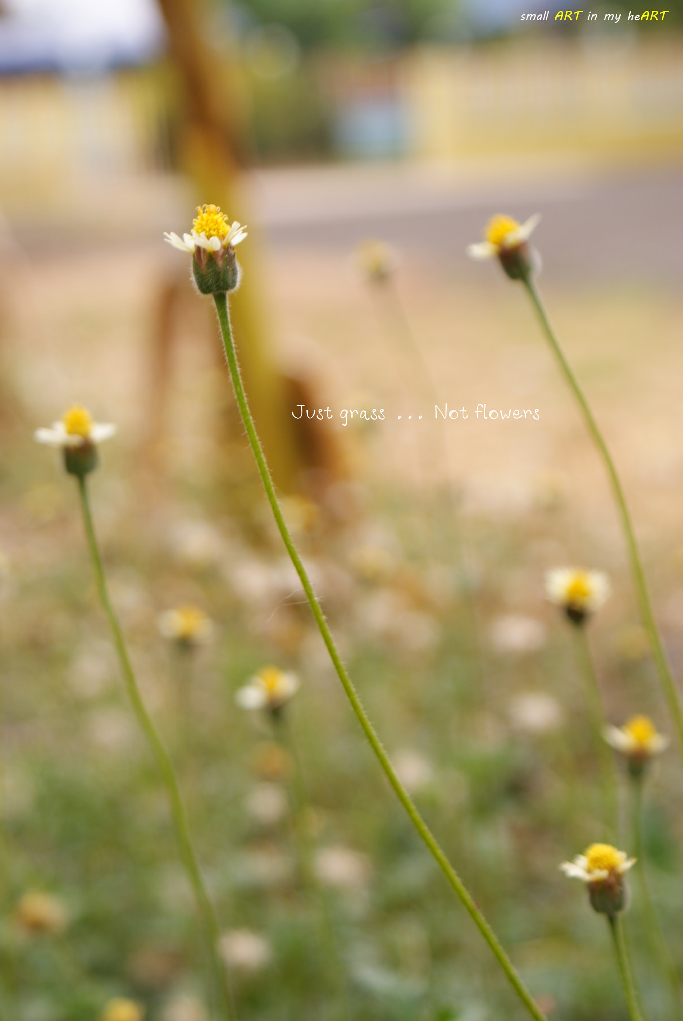 Sony Alpha DSLR-A300 sample photo. Little me photography