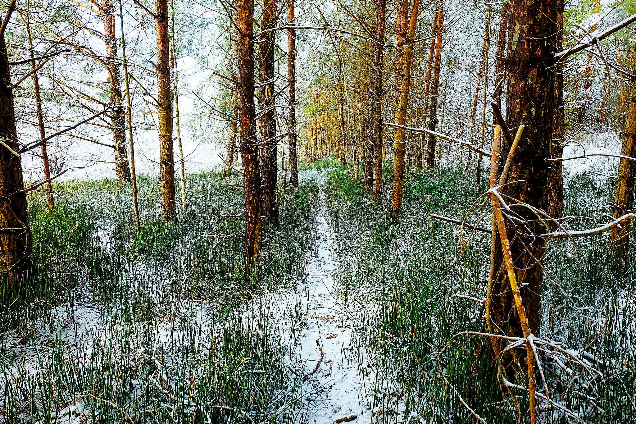 Fujifilm XC 16-50mm F3.5-5.6 OIS sample photo. Forest by the river photography