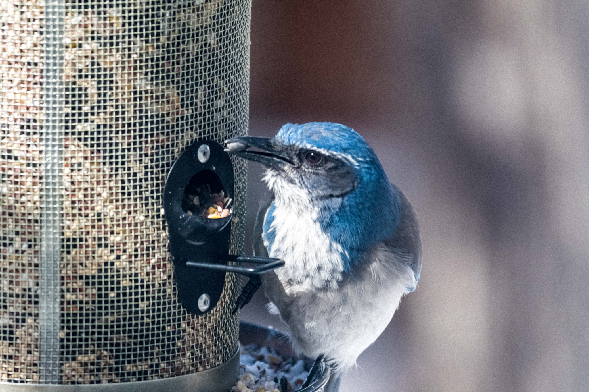 Sigma 150-500mm F5-6.3 DG OS HSM sample photo. California scrub-jay photography
