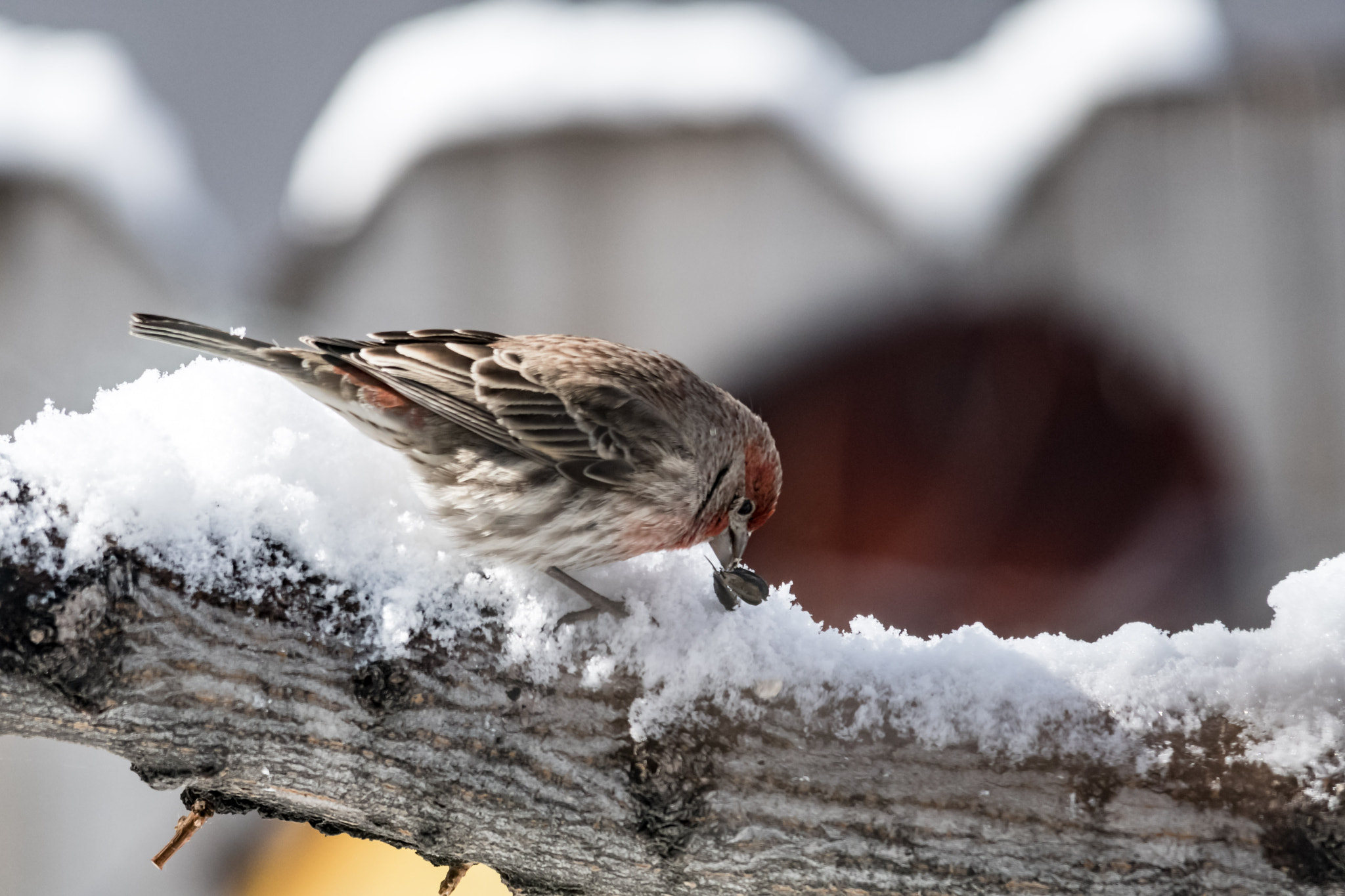 Sigma 150-500mm F5-6.3 DG OS HSM sample photo. House finch photography