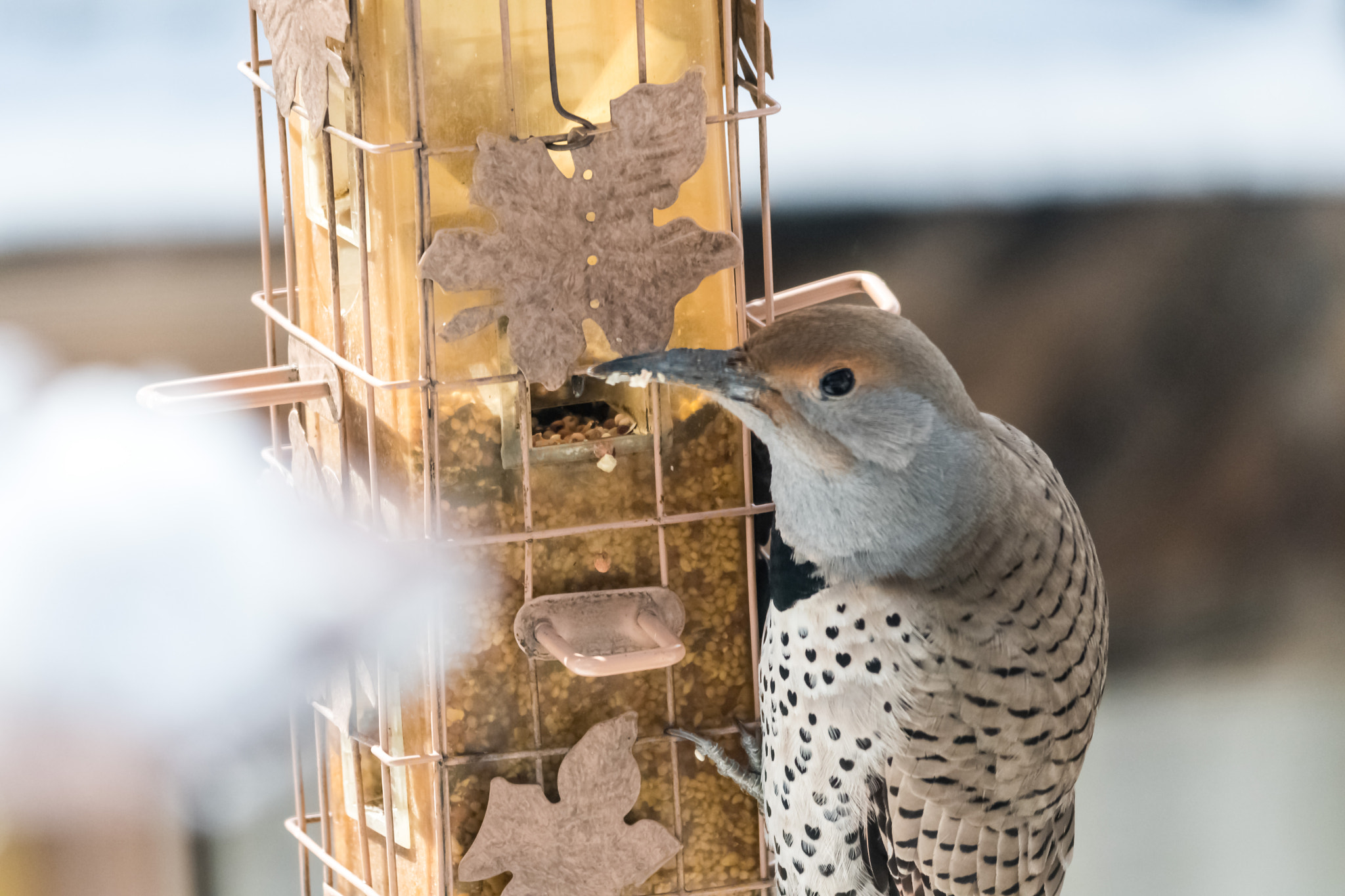 Nikon D500 + Sigma 150-500mm F5-6.3 DG OS HSM sample photo. Northern flicker photography