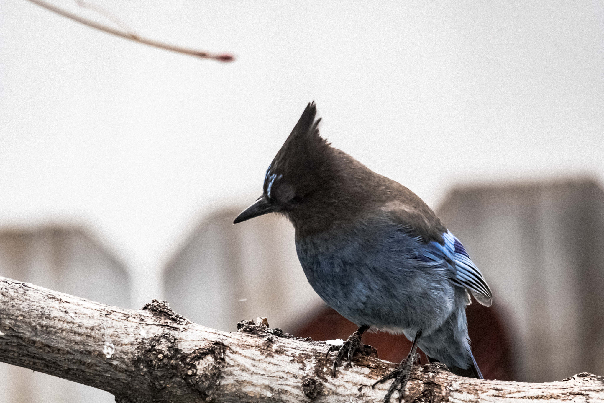 Nikon D500 + Sigma 150-500mm F5-6.3 DG OS HSM sample photo. Steller's jay photography