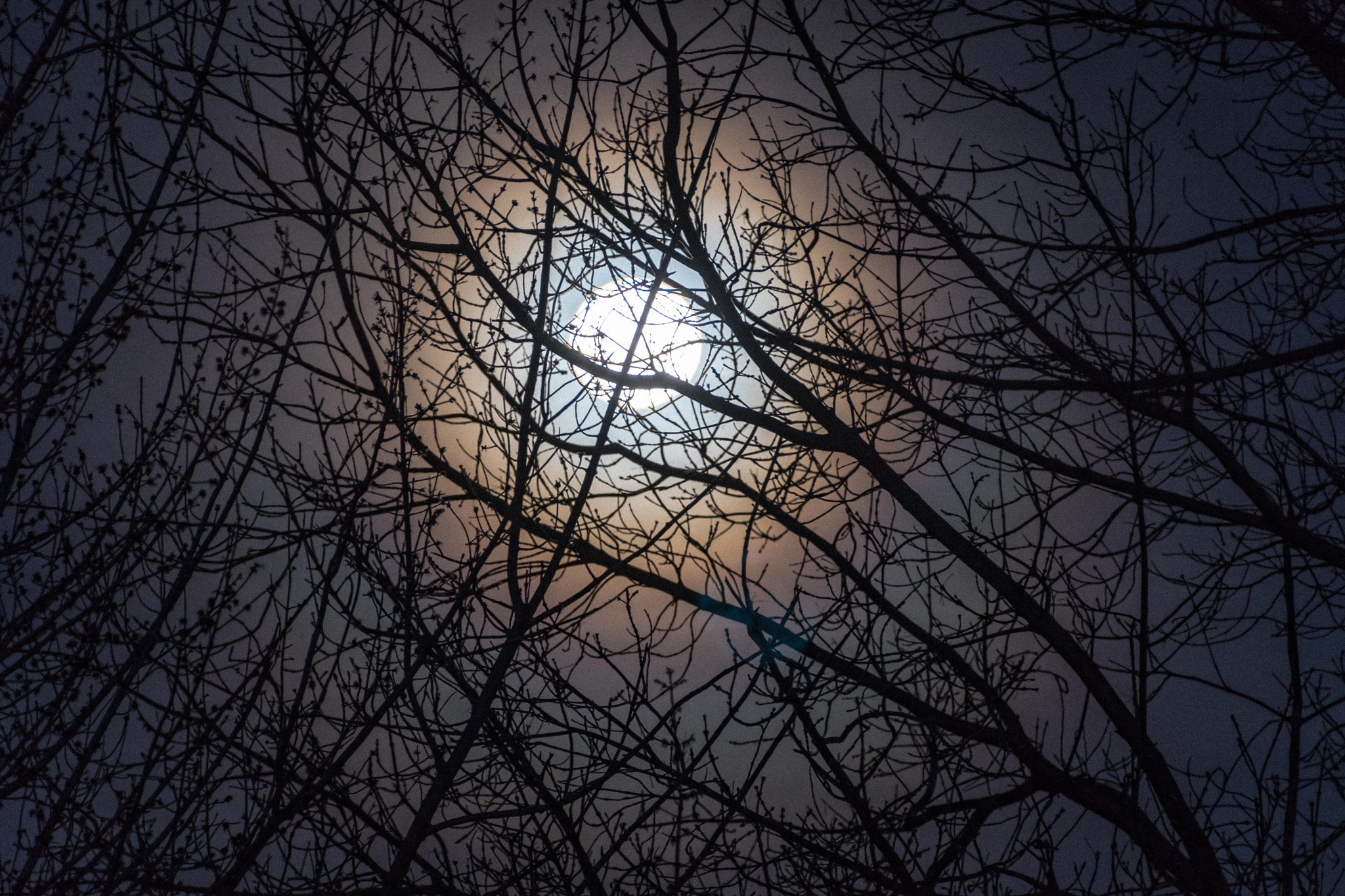 Nikon D500 sample photo. Full worm moon thru the trees. photography