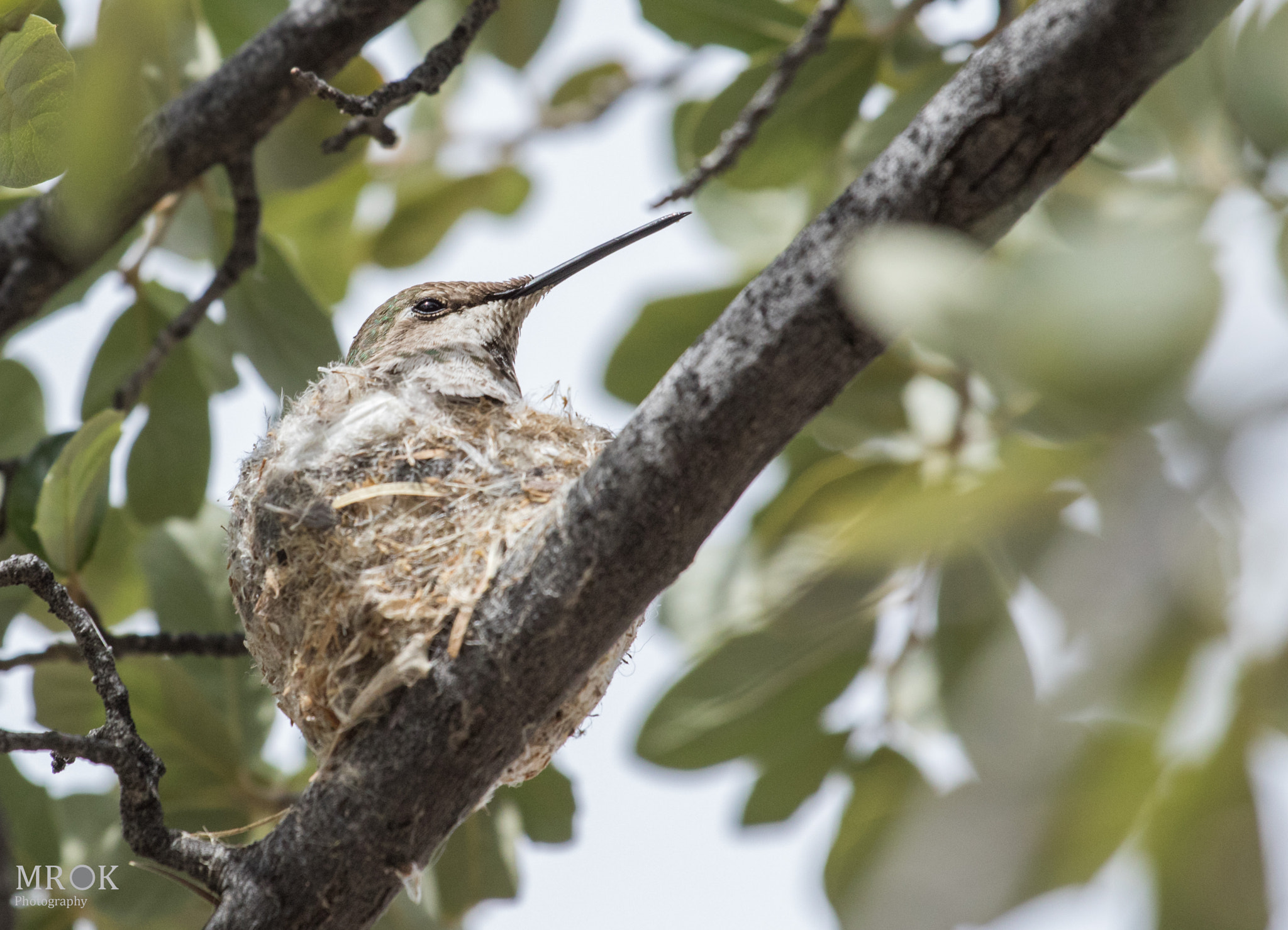 Canon EF 70-200mm F4L USM sample photo. Iwhb1 photography