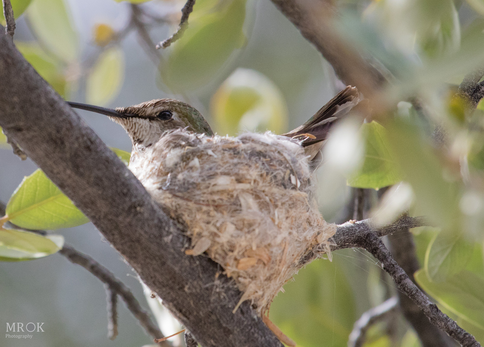 Canon EF 70-200mm F4L USM sample photo. Iwhb3 photography