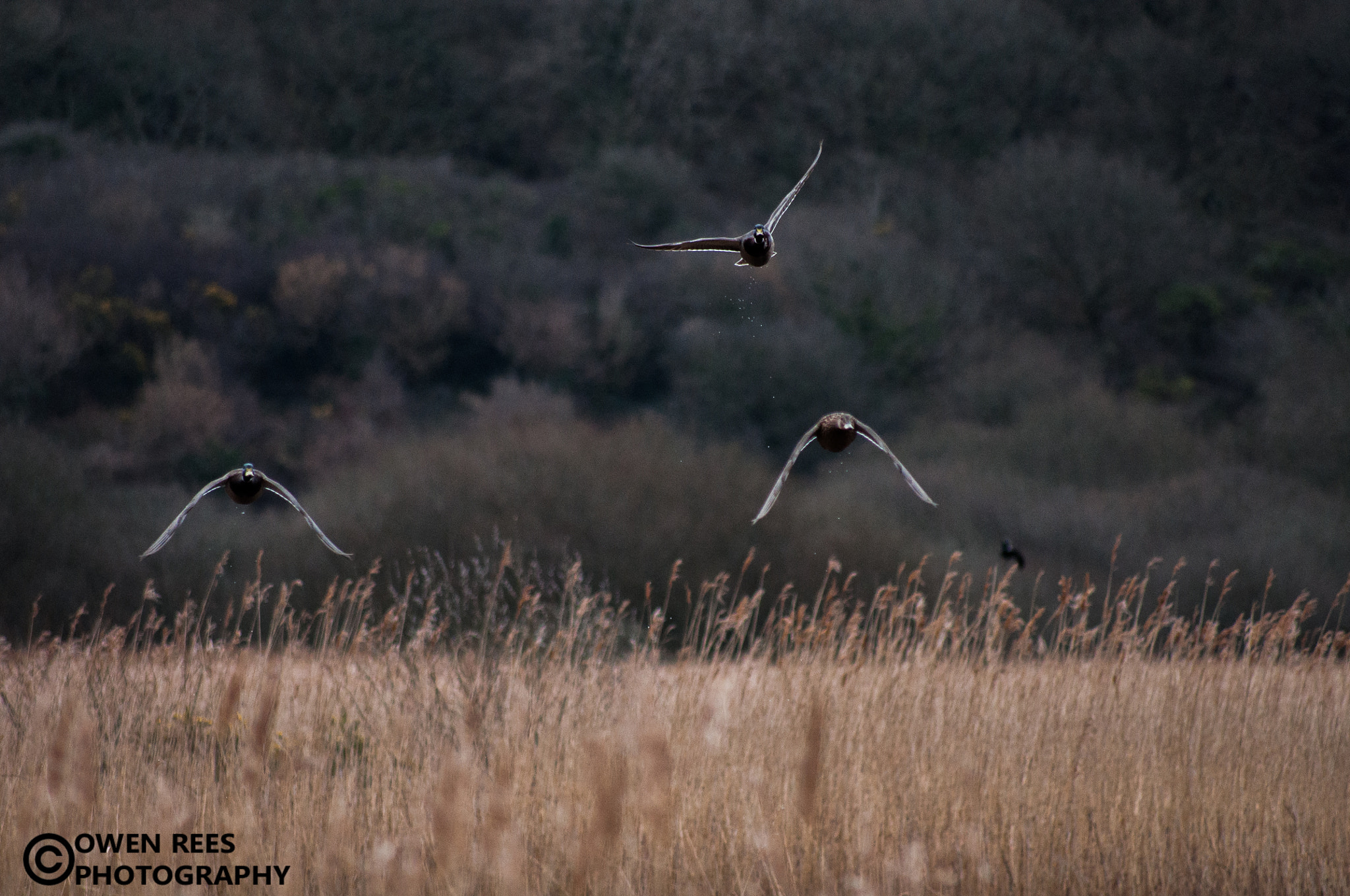 Sigma 70-300mm F4-5.6 APO DG Macro sample photo. Ducks photography