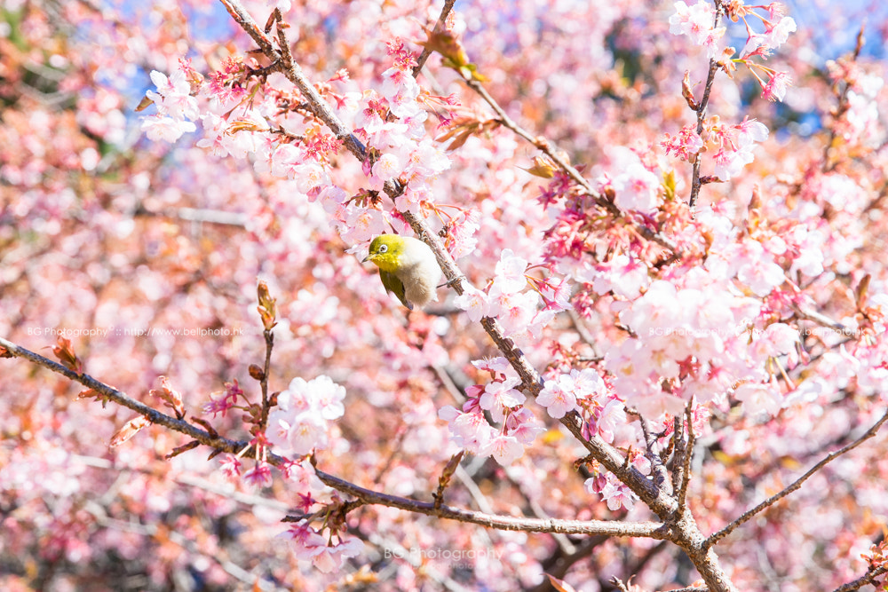 Sony a7 II + Canon EF 85mm F1.2L II USM sample photo. Spring comes. photography