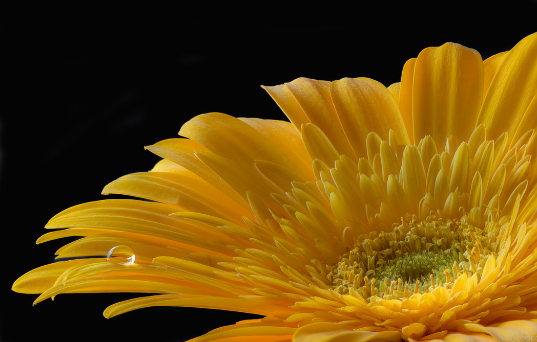 Canon EF 100mm F2.8 Macro USM sample photo. Fresh start to the day photography