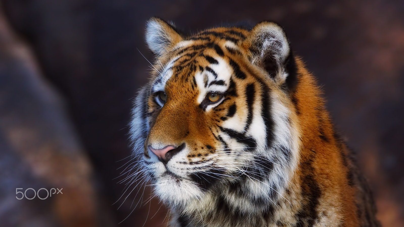 Sony SLT-A77 + Tamron SP 150-600mm F5-6.3 Di VC USD sample photo. Tiger photography