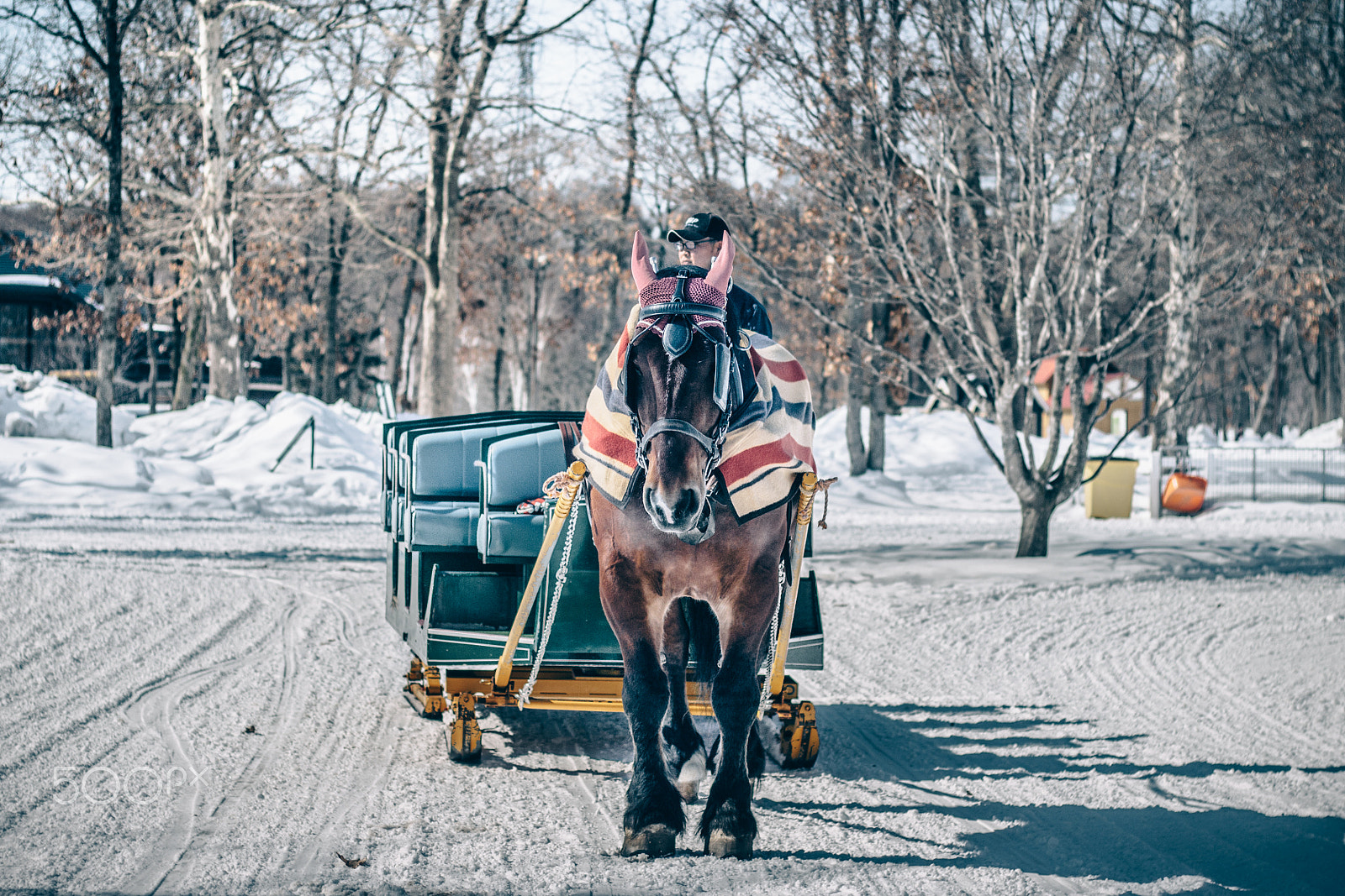 Canon EOS 600D (Rebel EOS T3i / EOS Kiss X5) sample photo. Horse photography