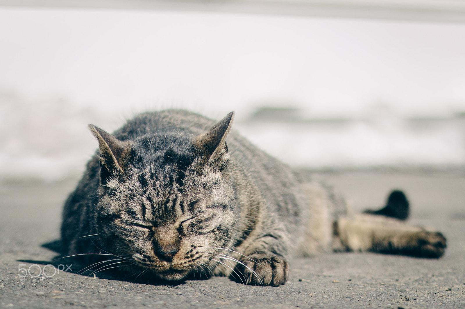 Canon EOS 600D (Rebel EOS T3i / EOS Kiss X5) sample photo. Cat photography