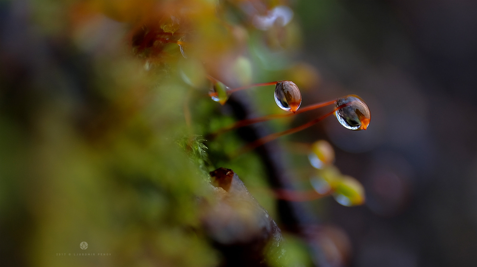 Fujifilm X-T1 + ZEISS Touit 50mm F2.8 sample photo. Colorful drops (3) photography