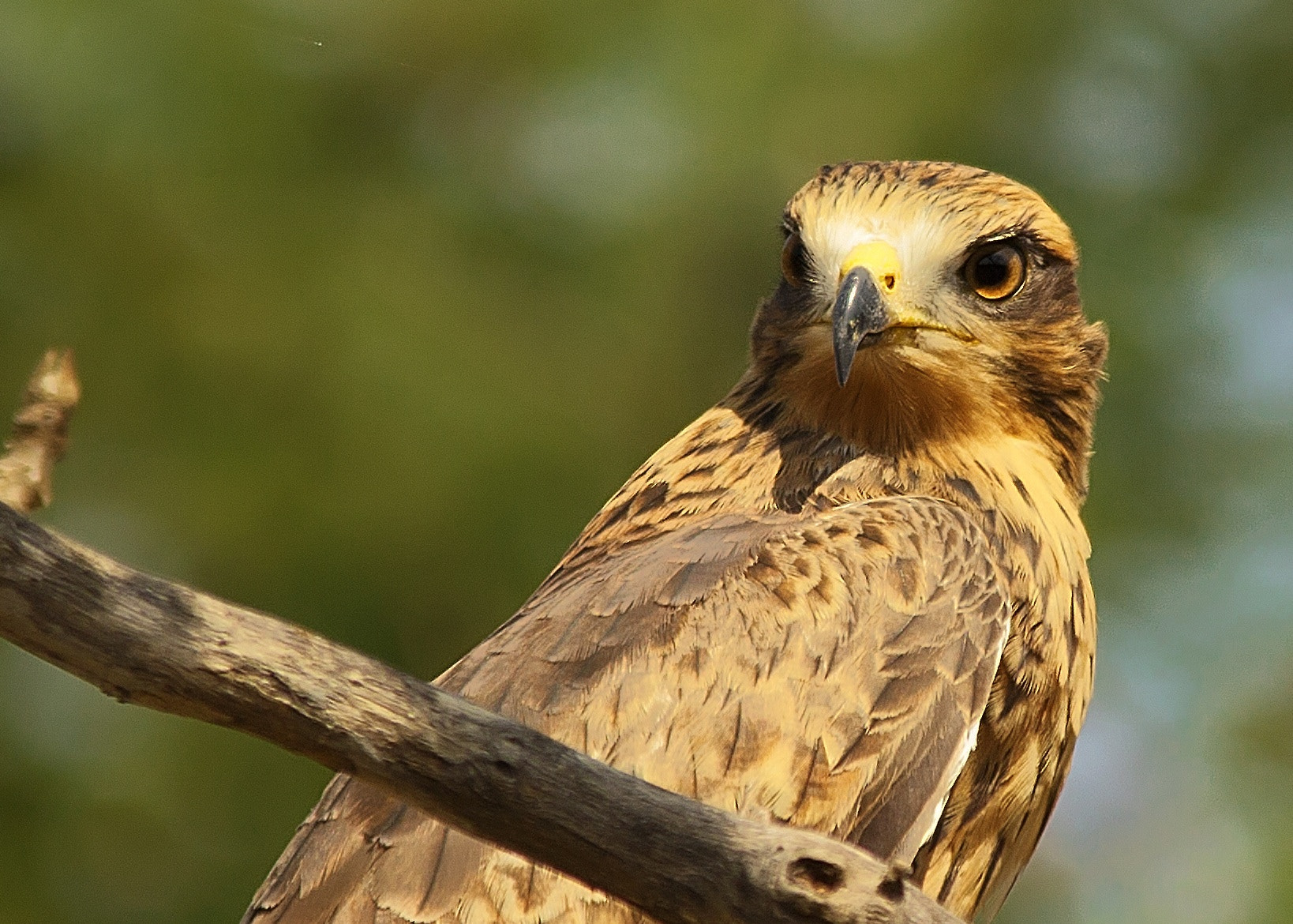 Sigma 150-500mm F5-6.3 DG OS HSM sample photo. White eye buzzer photography