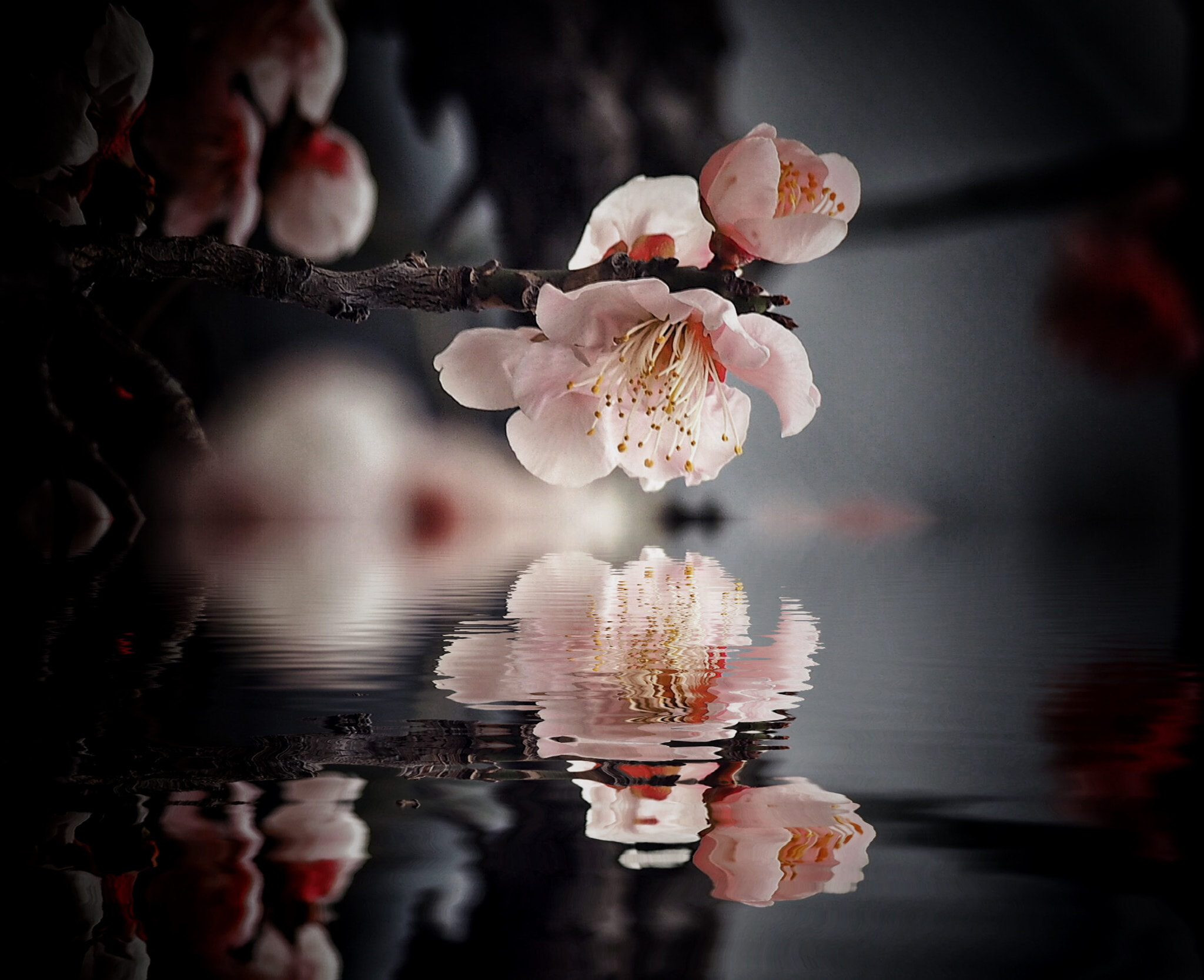 Olympus OM-D E-M1 sample photo. Sakura spring photography