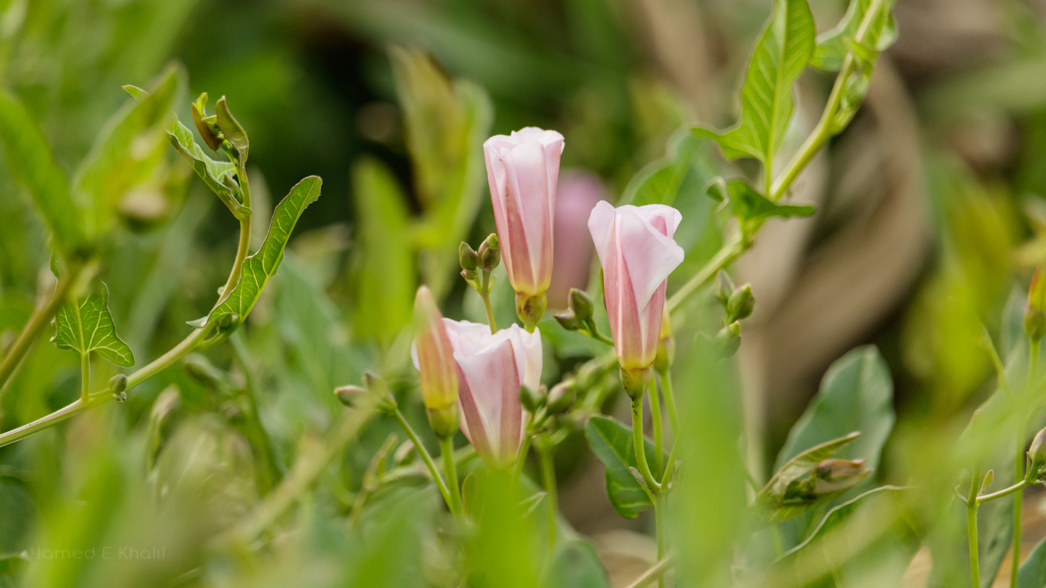 Canon EF-S 55-250mm F4-5.6 IS STM sample photo. 33379307845.jpg photography