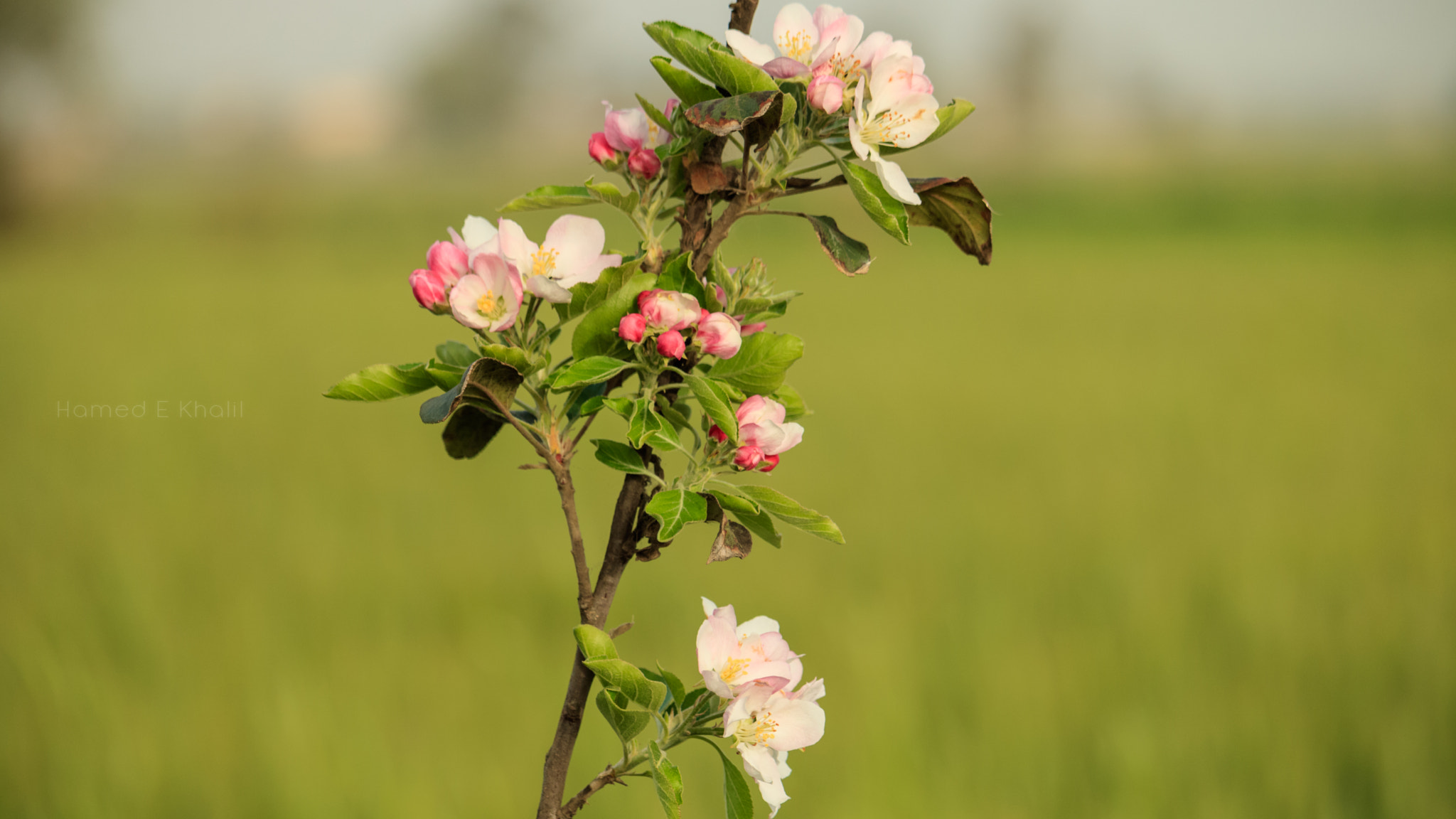 Canon EF-S 55-250mm F4-5.6 IS STM sample photo. 32979490120.jpg photography