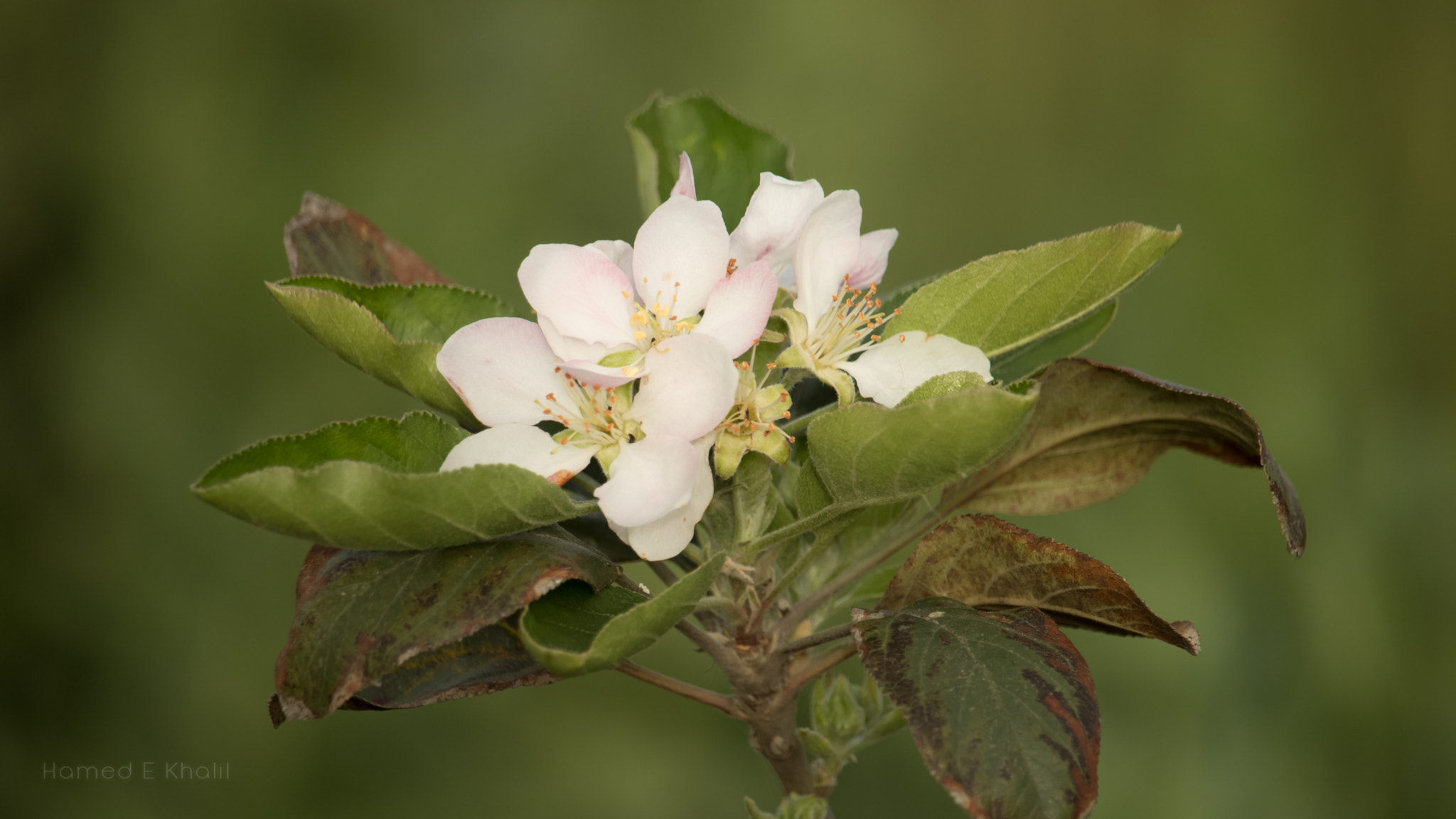 Canon EF-S 55-250mm F4-5.6 IS STM sample photo. 32518624884.jpg photography