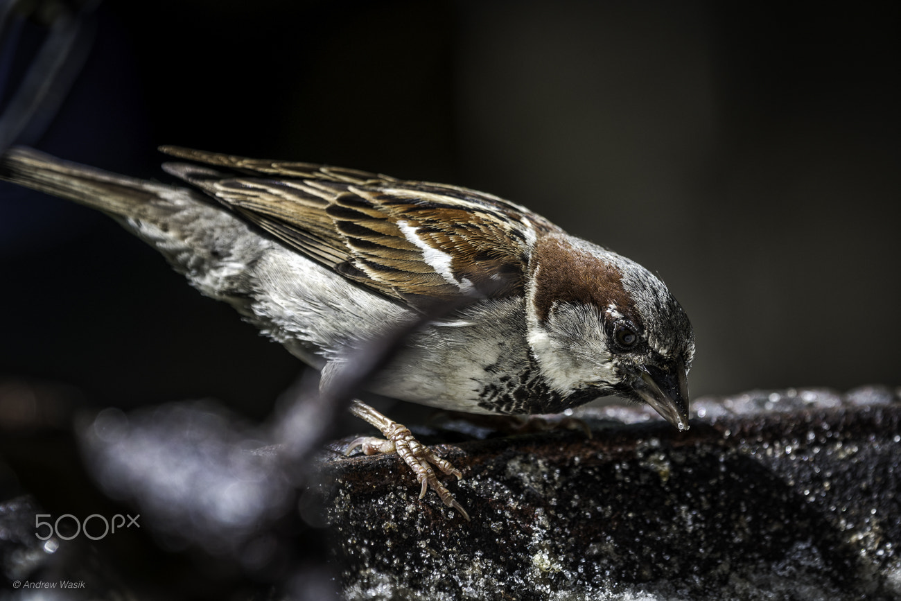 Nikon Nikkor AF-S 300mm F4E PF ED VR sample photo. Aruba sparrow photography