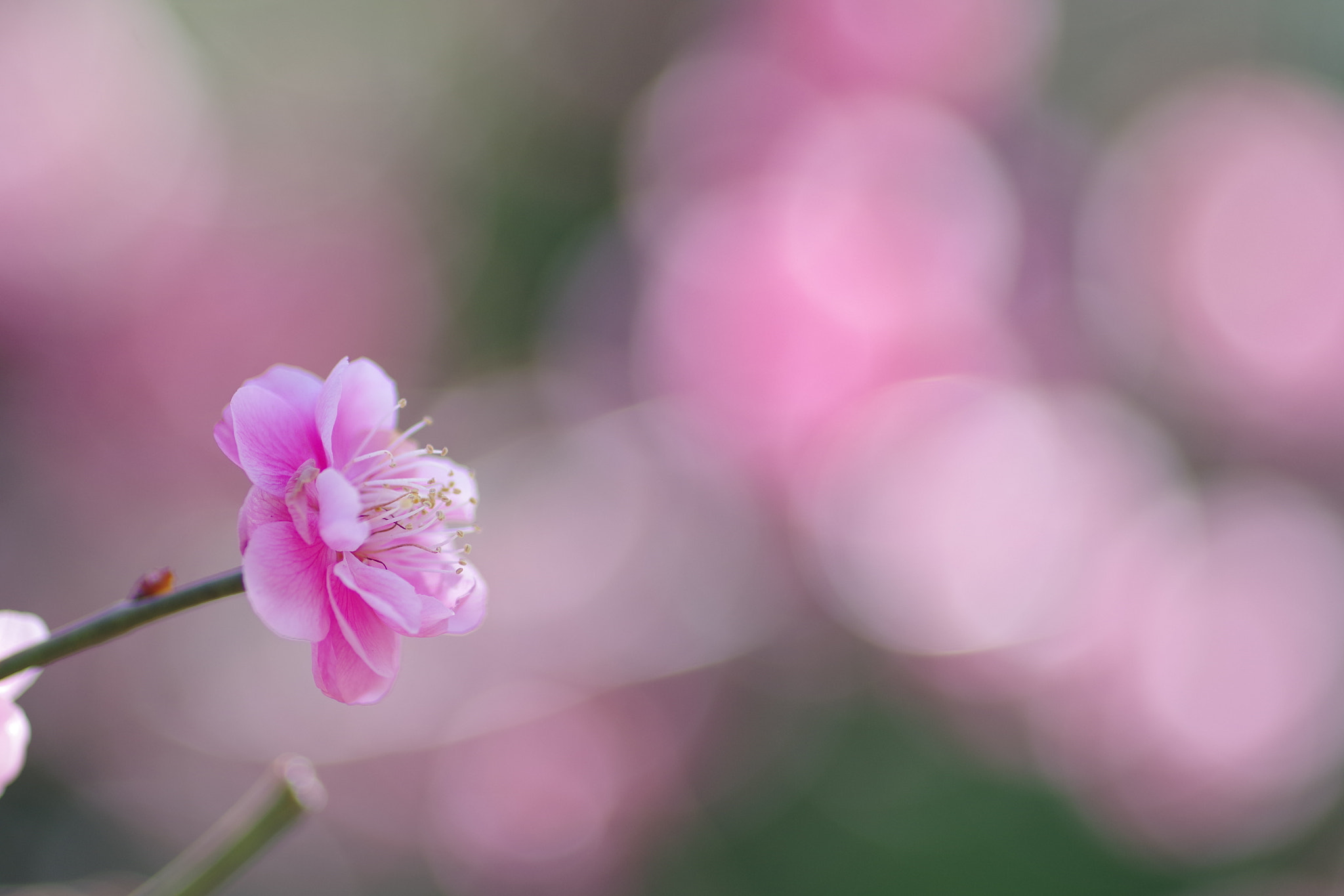 Pentax K-S2 + Pentax smc D-FA 100mm F2.8 Macro WR sample photo. Imgp photography