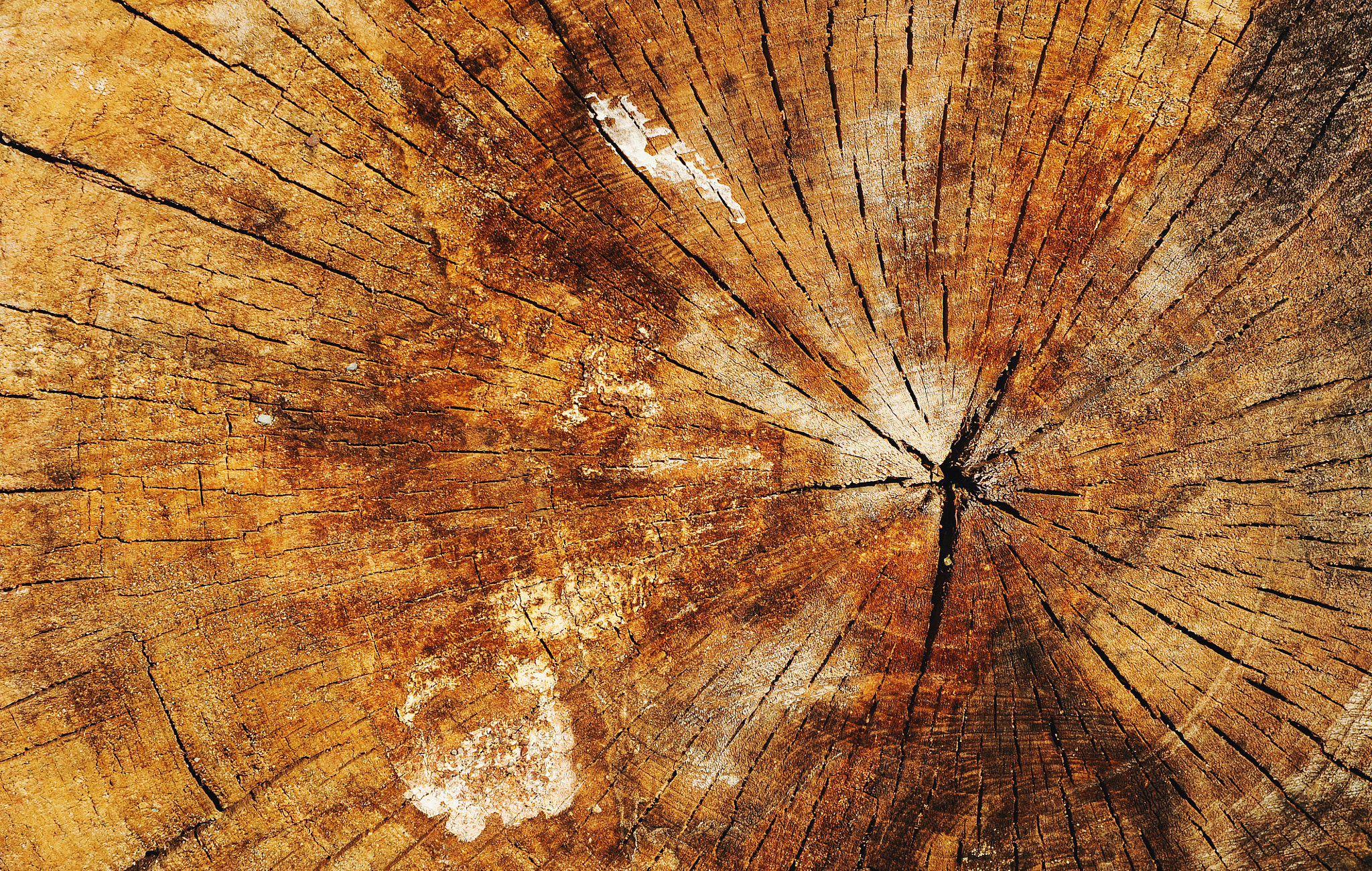 Nikon AF-S Nikkor 24-120mm F4G ED VR sample photo. Old tree photography