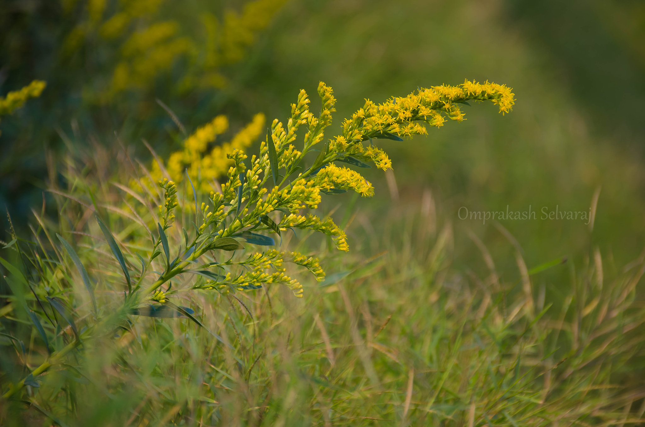 Sigma 18-250mm F3.5-6.3 DC Macro OS HSM sample photo. Grass and yellow tiny flowers in golden light photography